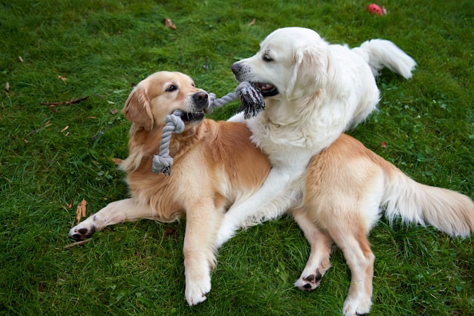 The Woof Weekly