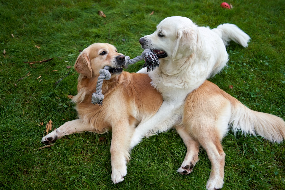 Dog Day Care image background image