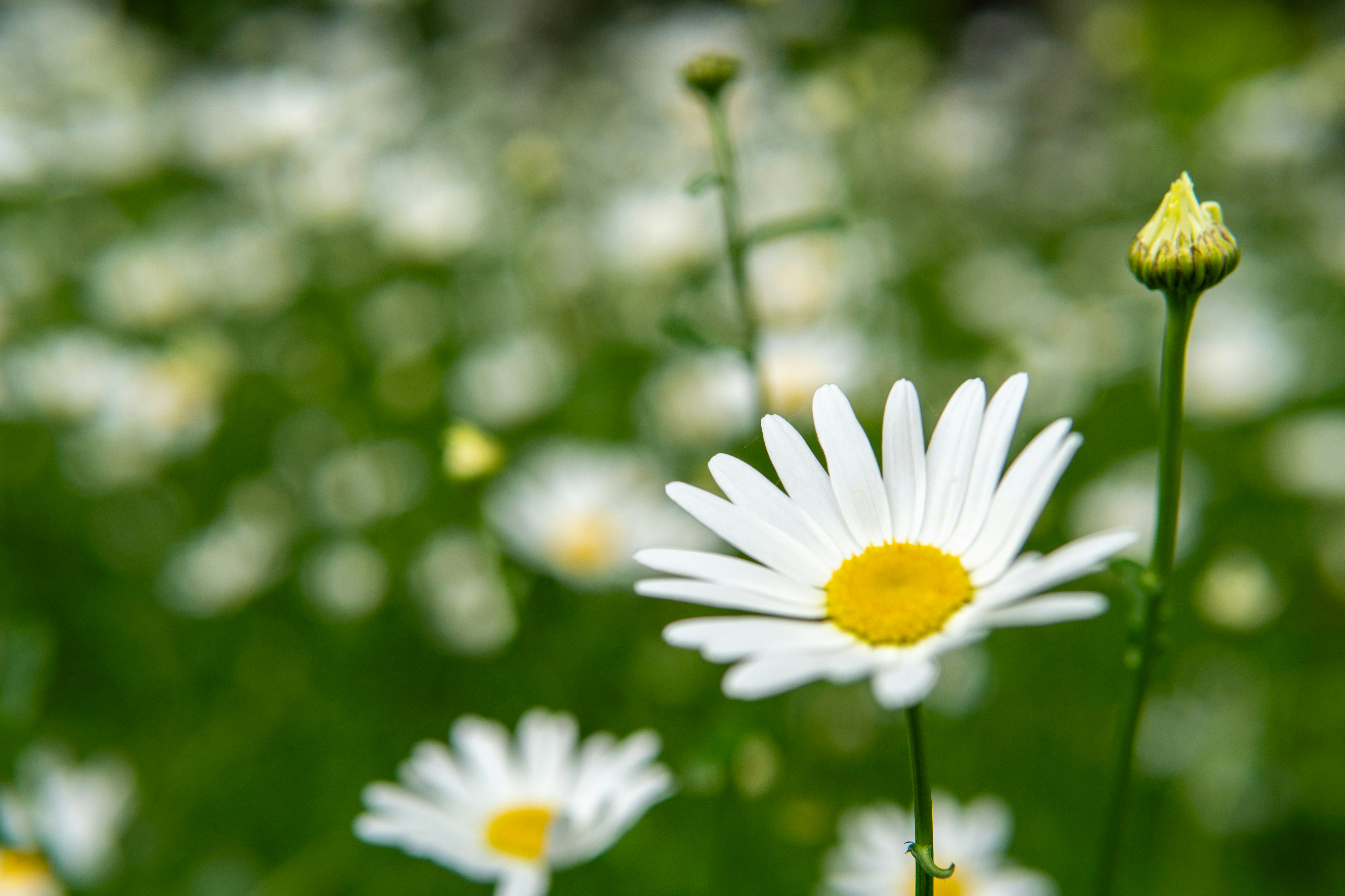 Photo by suyashmahar