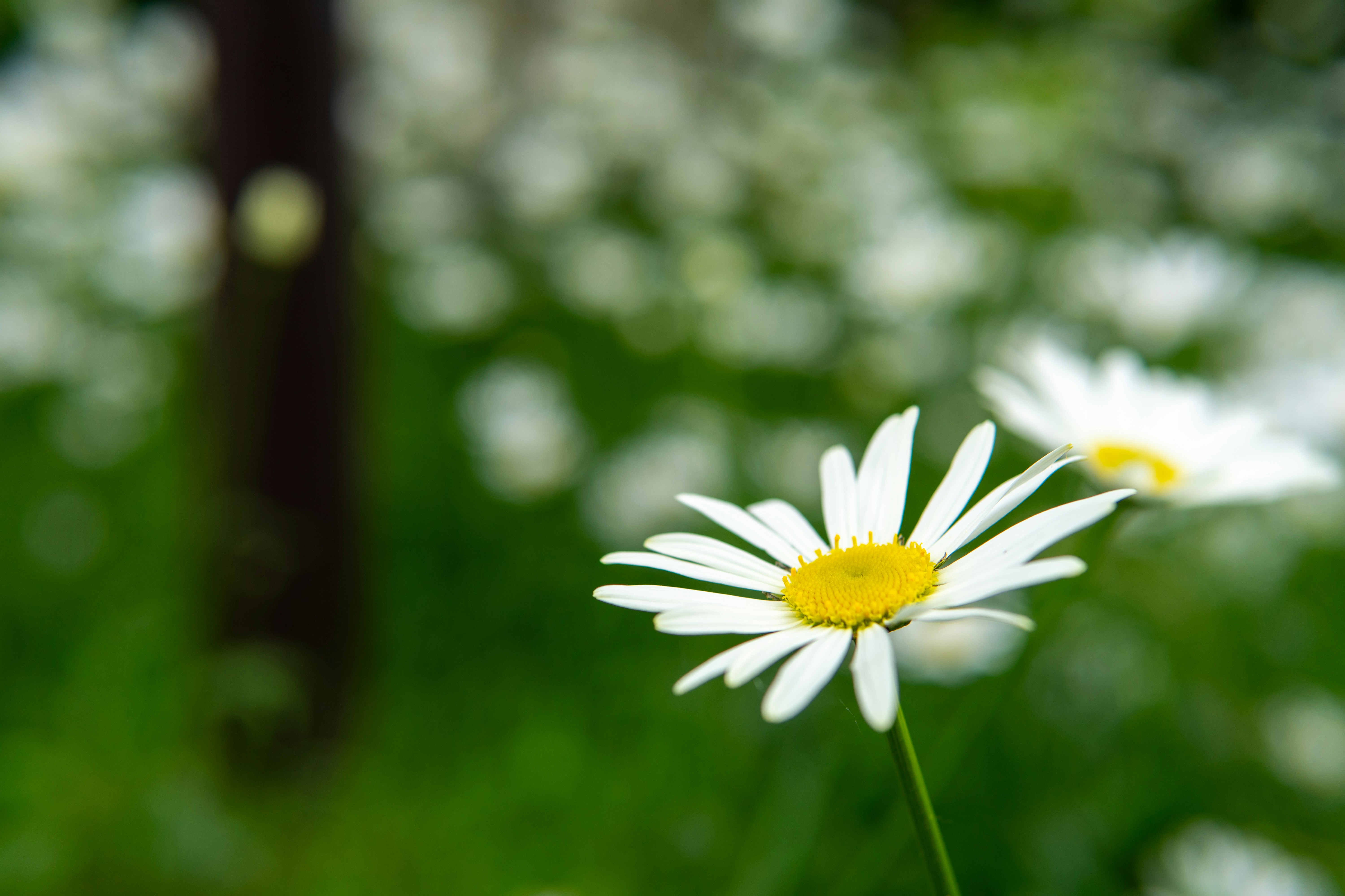 Photo by suyashmahar