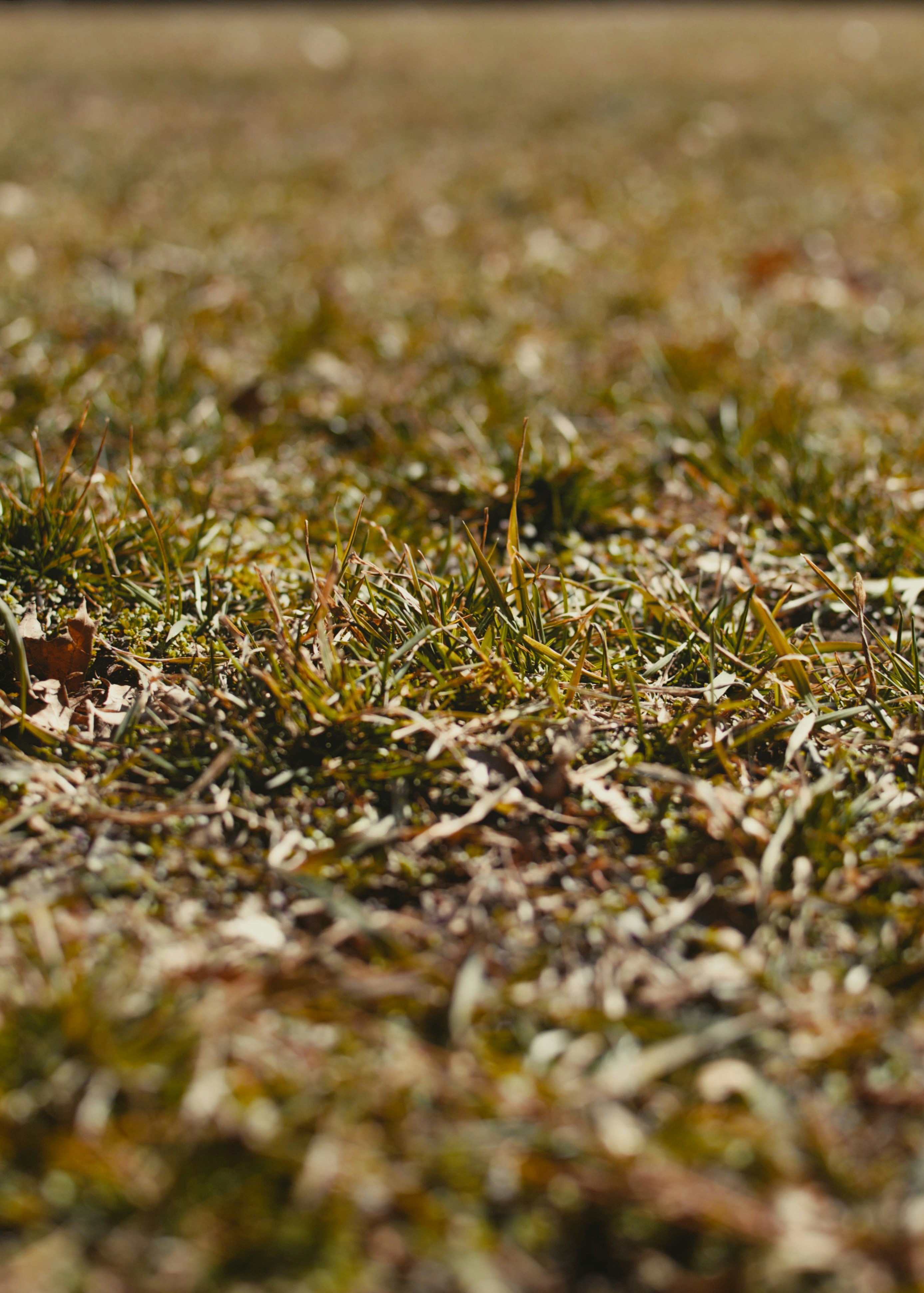 A small bird standing on top of a grass covered field