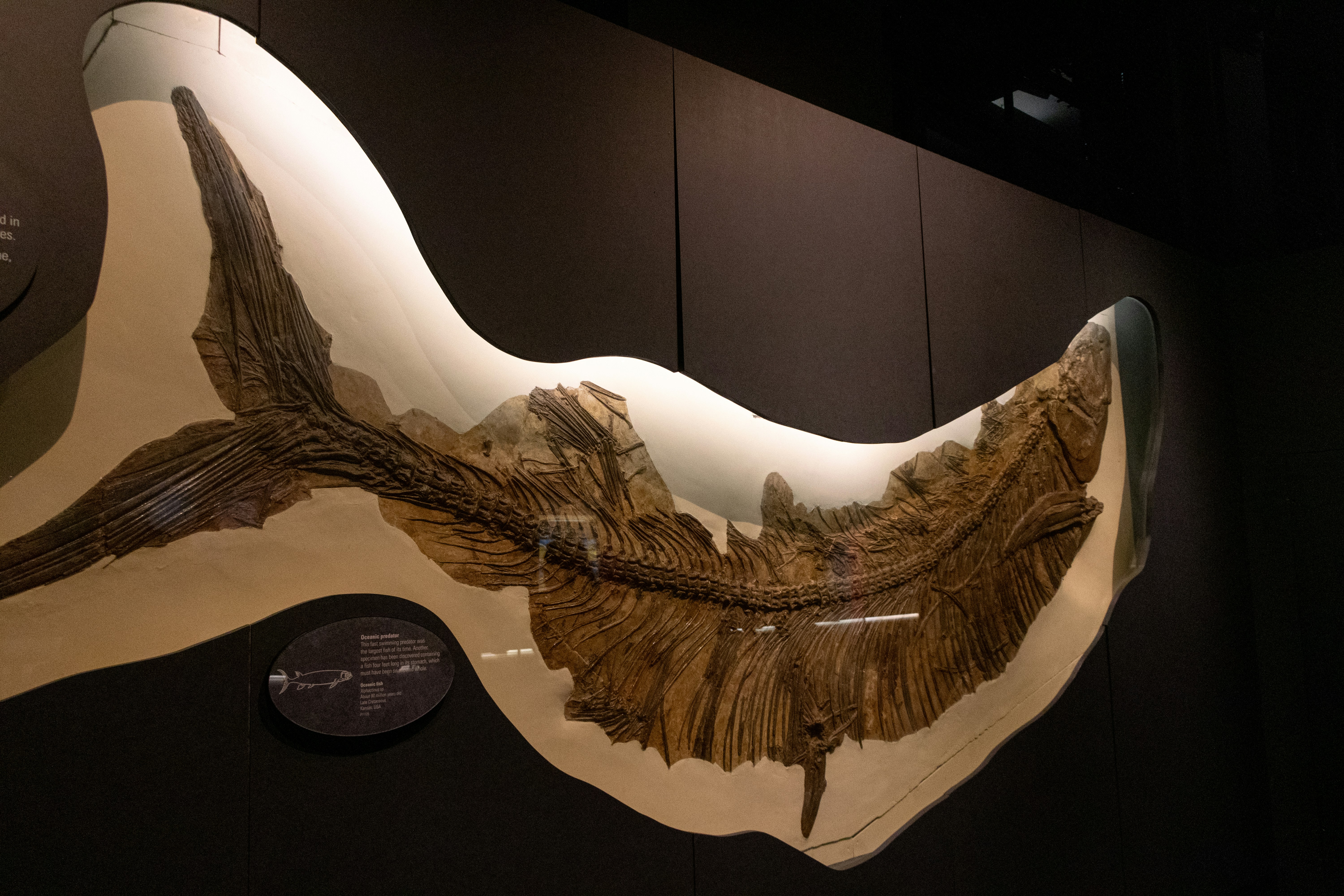 Tampilan museum sayap burung dan jam