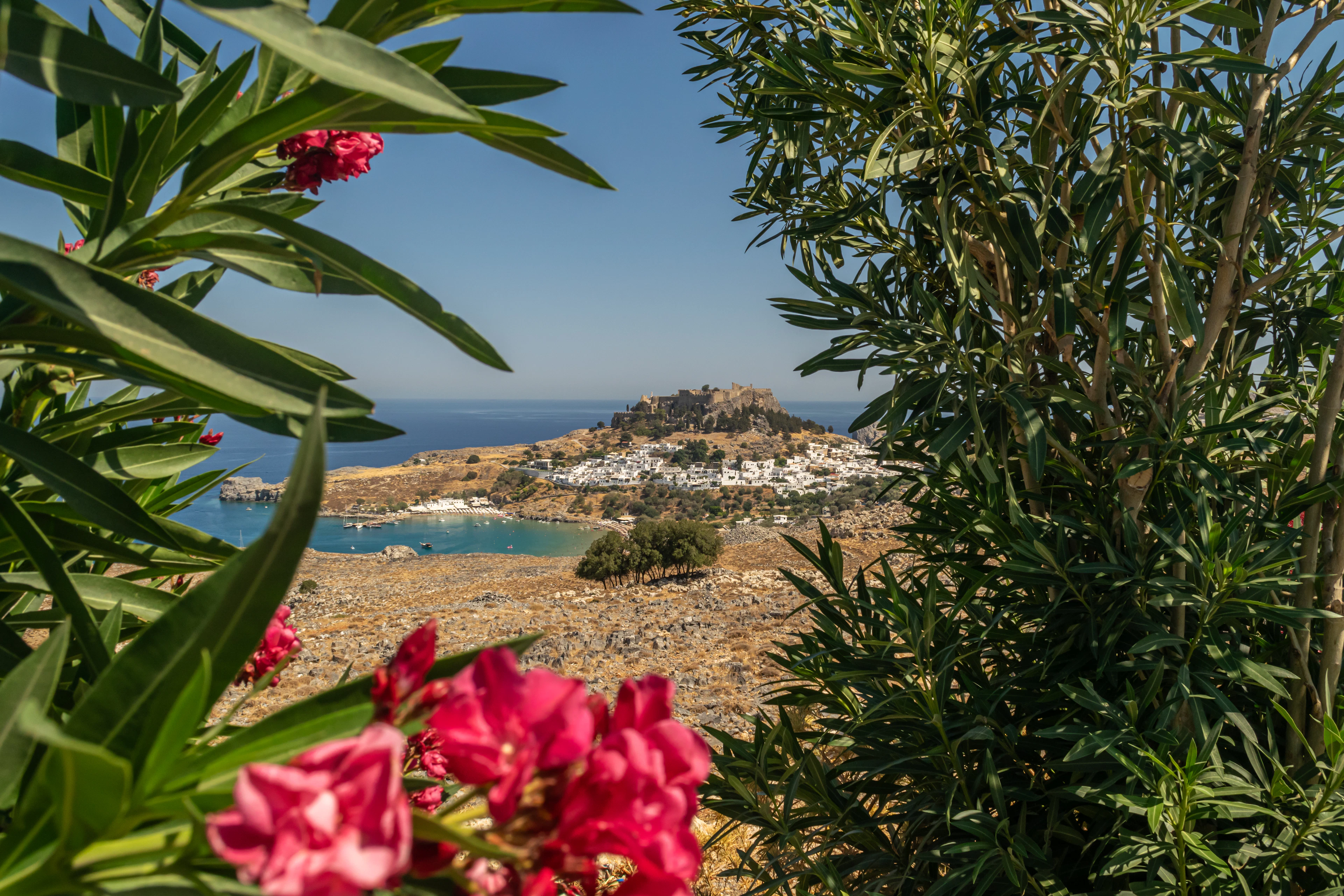 Pink oleander flowers frame a distant view of Lindos's hilltop town and acropolis above a turquoise bay.