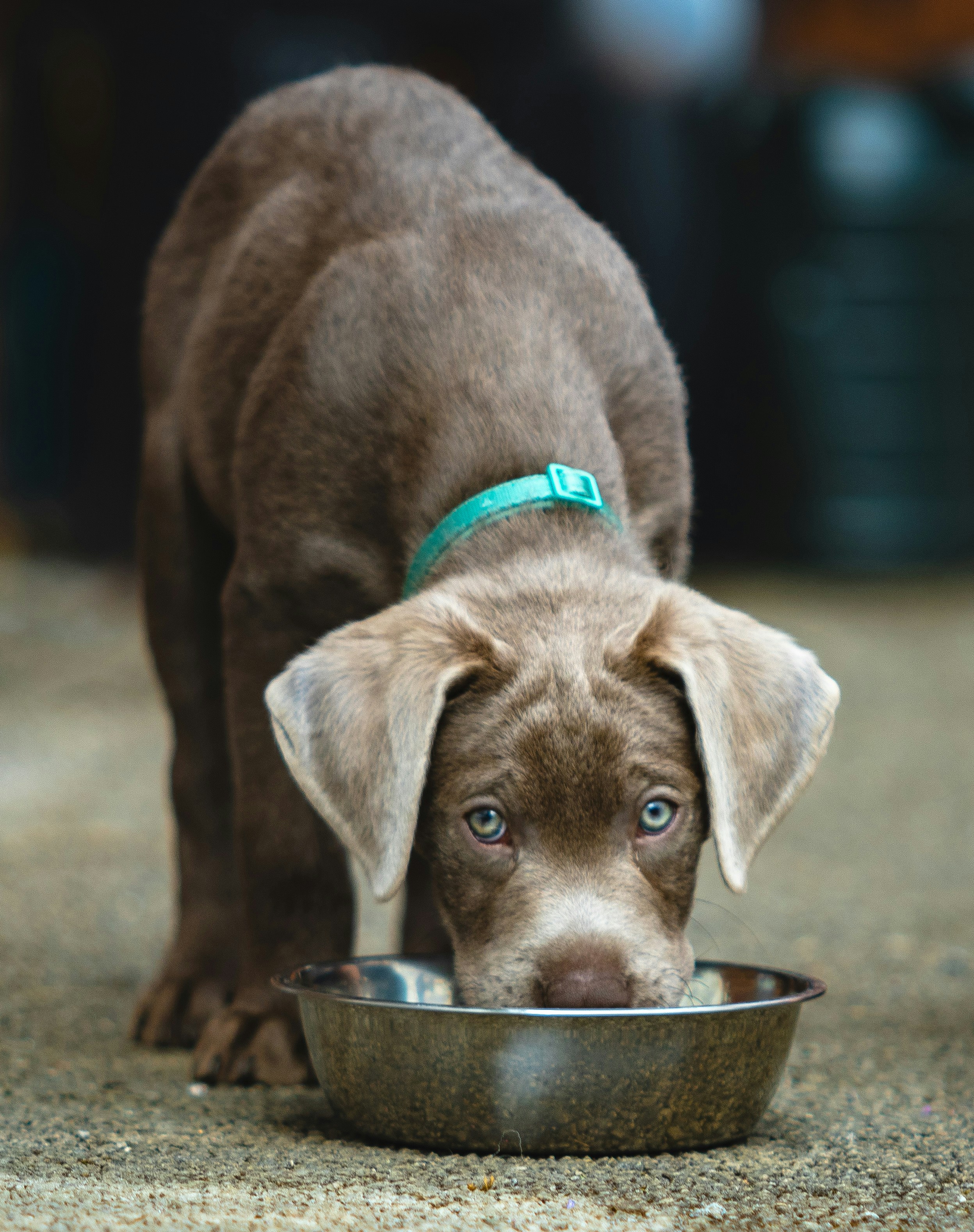 A brown dog eating out of a metal bowl