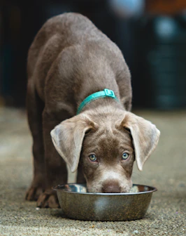 A brown dog eating out of a metal bowl