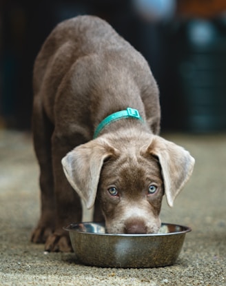 A brown dog eating out of a metal bowl