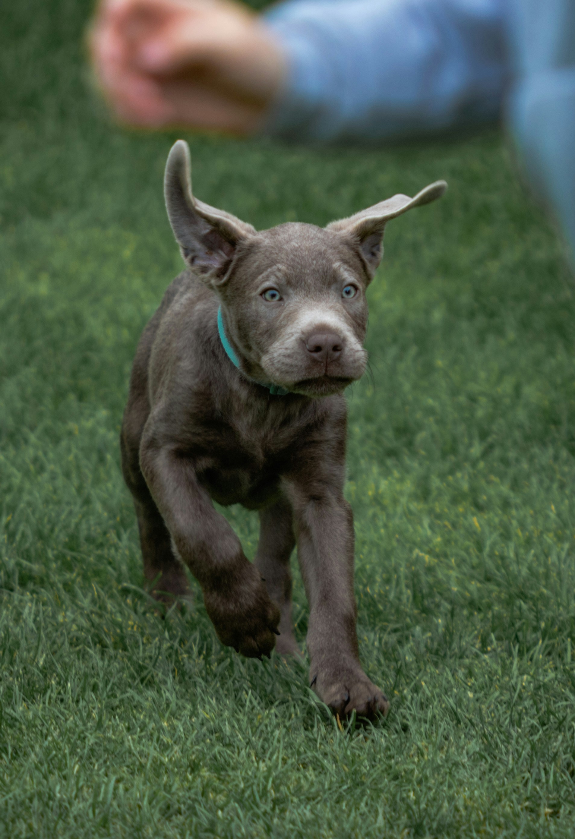 A small brown dog running across a lush green field