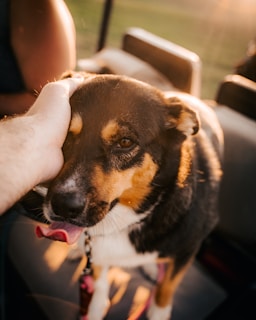 A person petting a dog in the back seat of a car