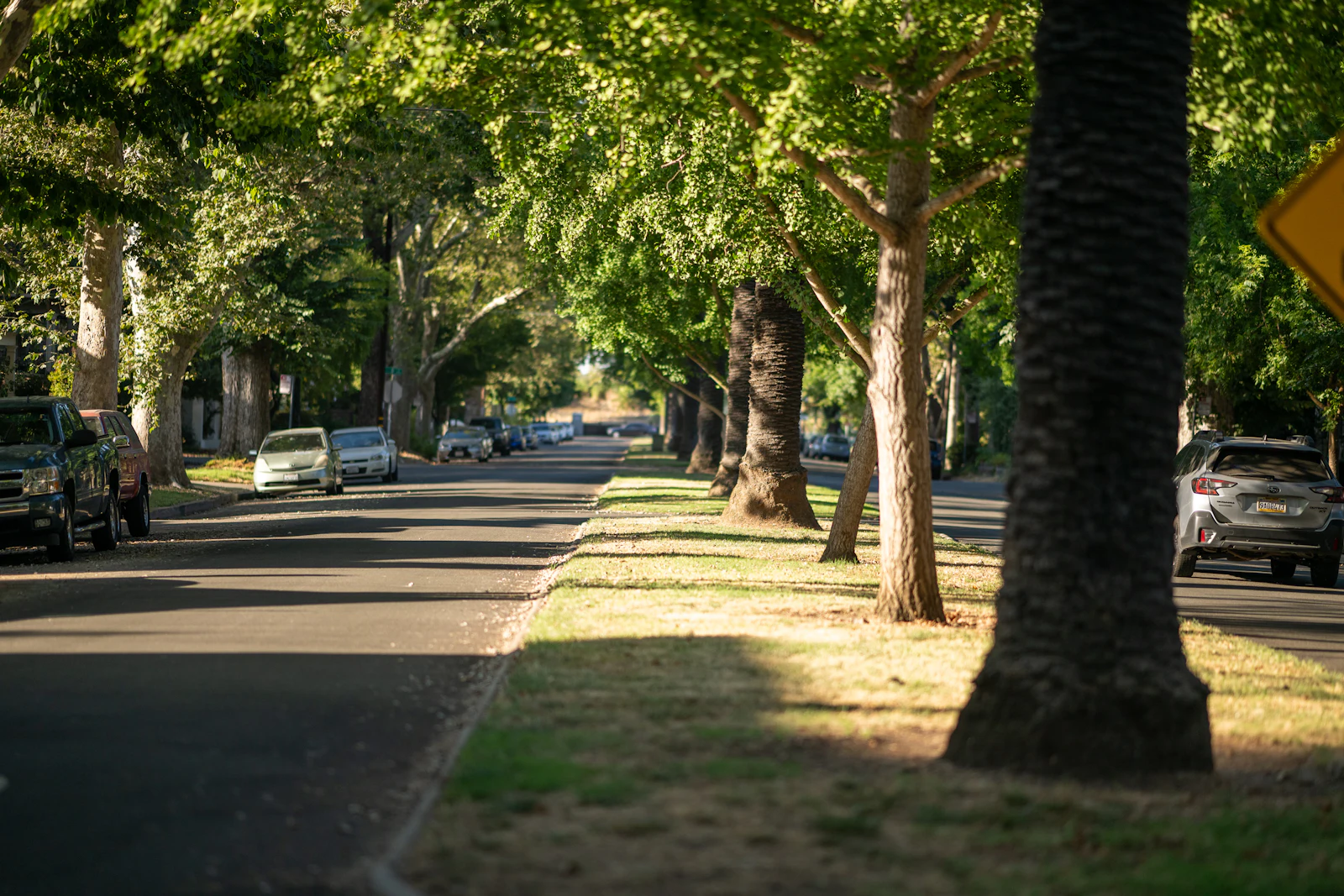 Tree-lined residential street with mature shade trees