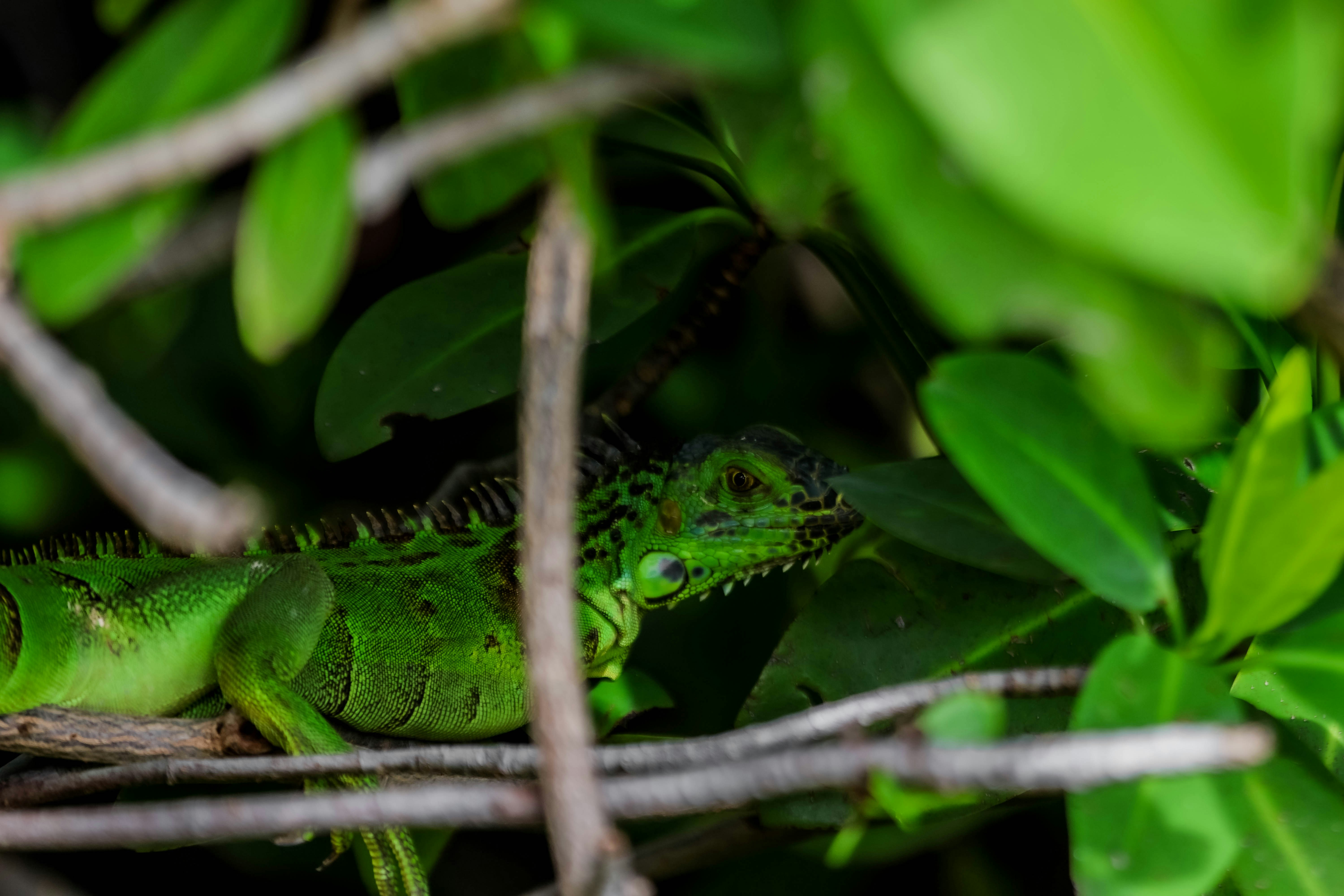 Photo by adriancross05