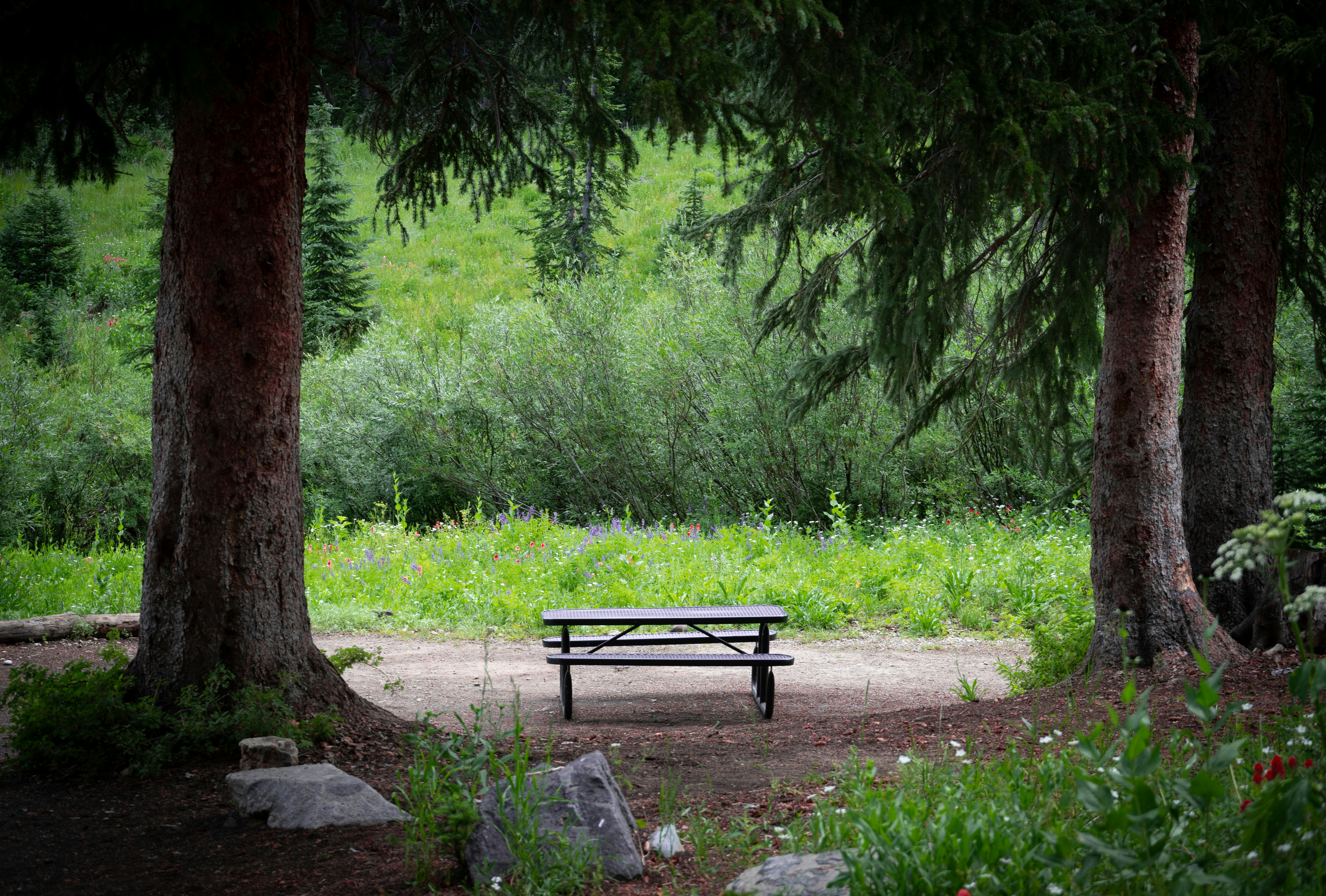 A park bench in the middle of a wooded area