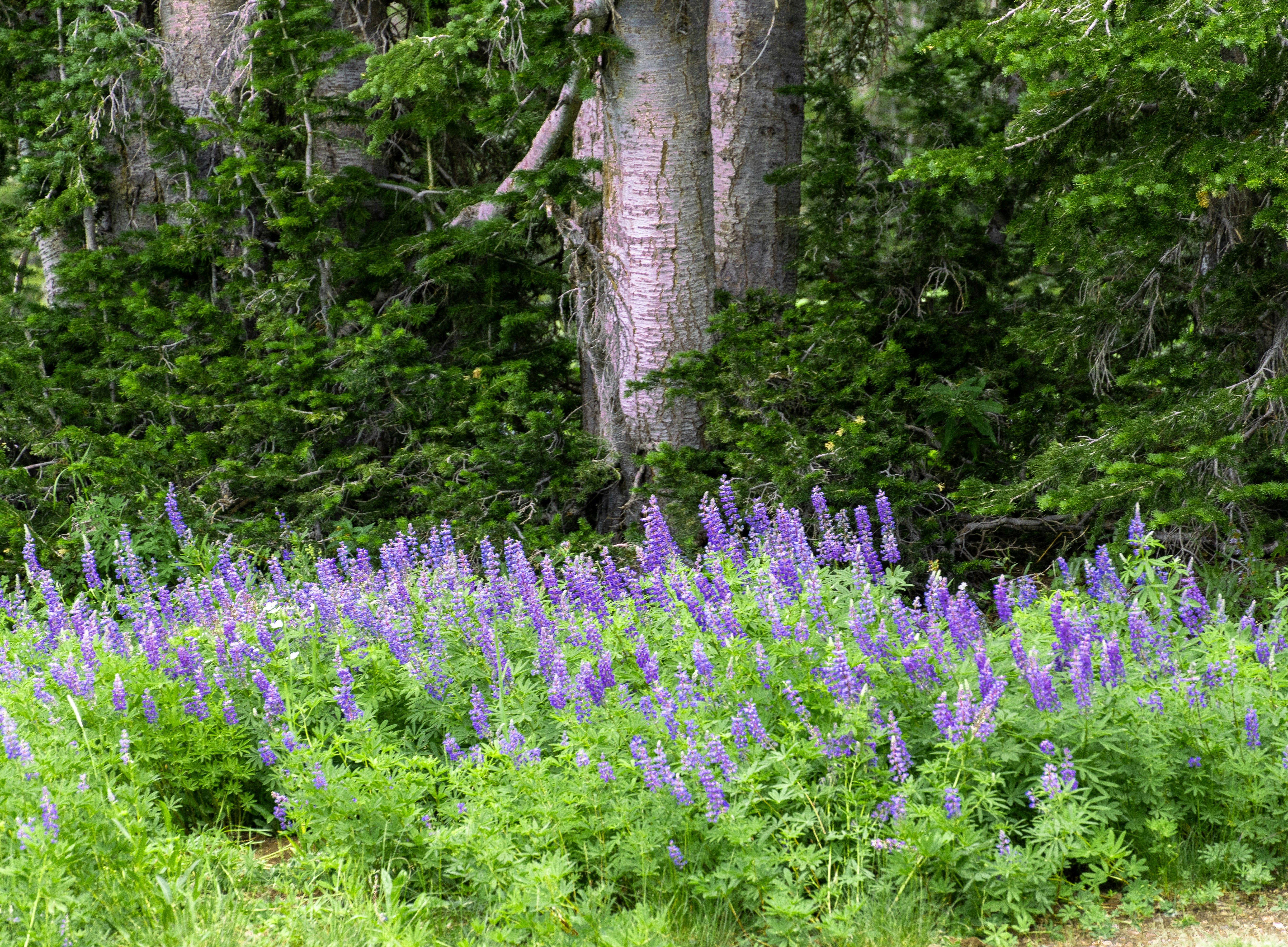 A field full of purple flowers next to a forest