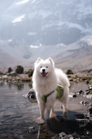 A white dog standing in a body of water