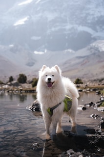 A white dog standing in a body of water