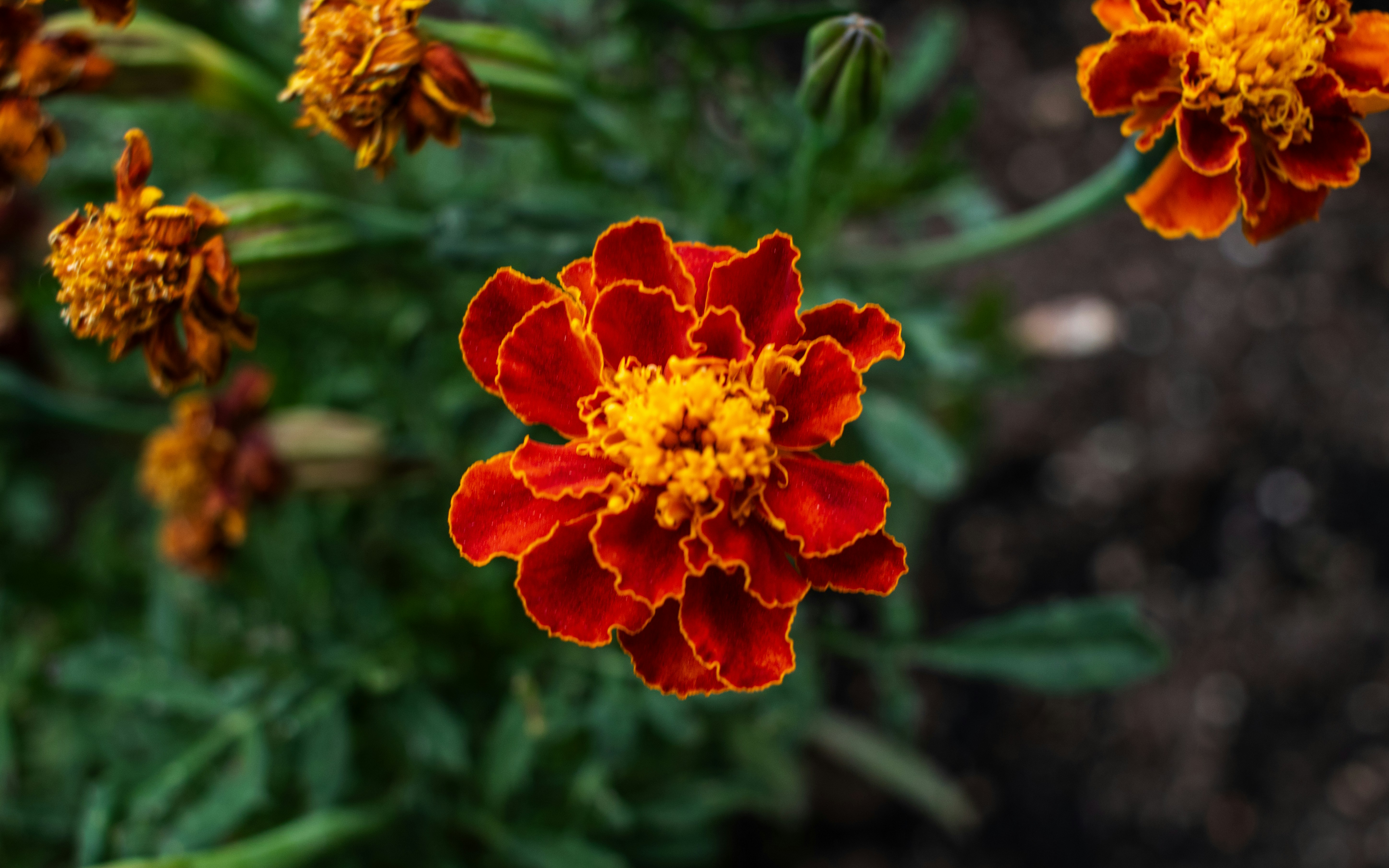 Photo by zoshuacolah