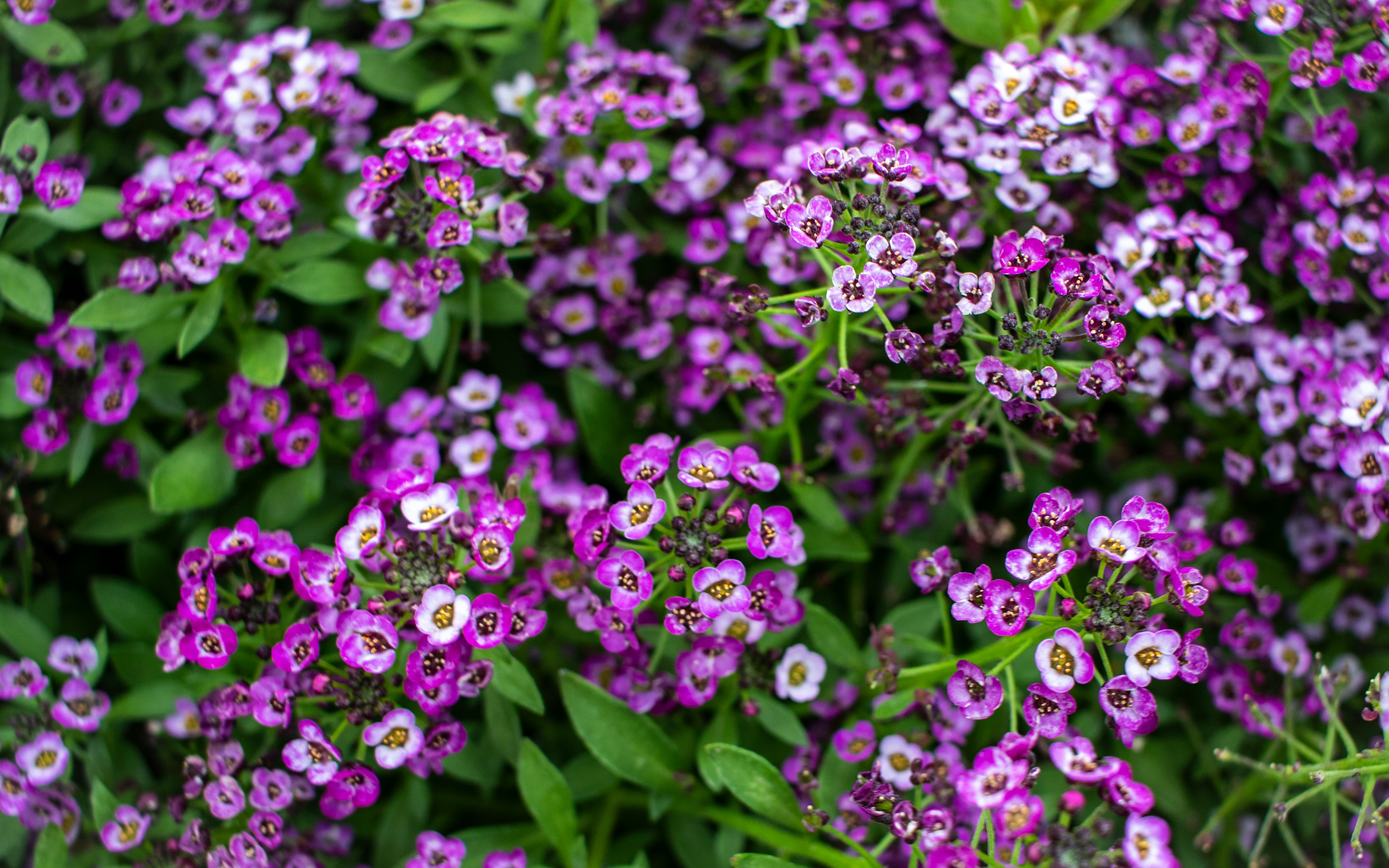 Photo by zoshuacolah