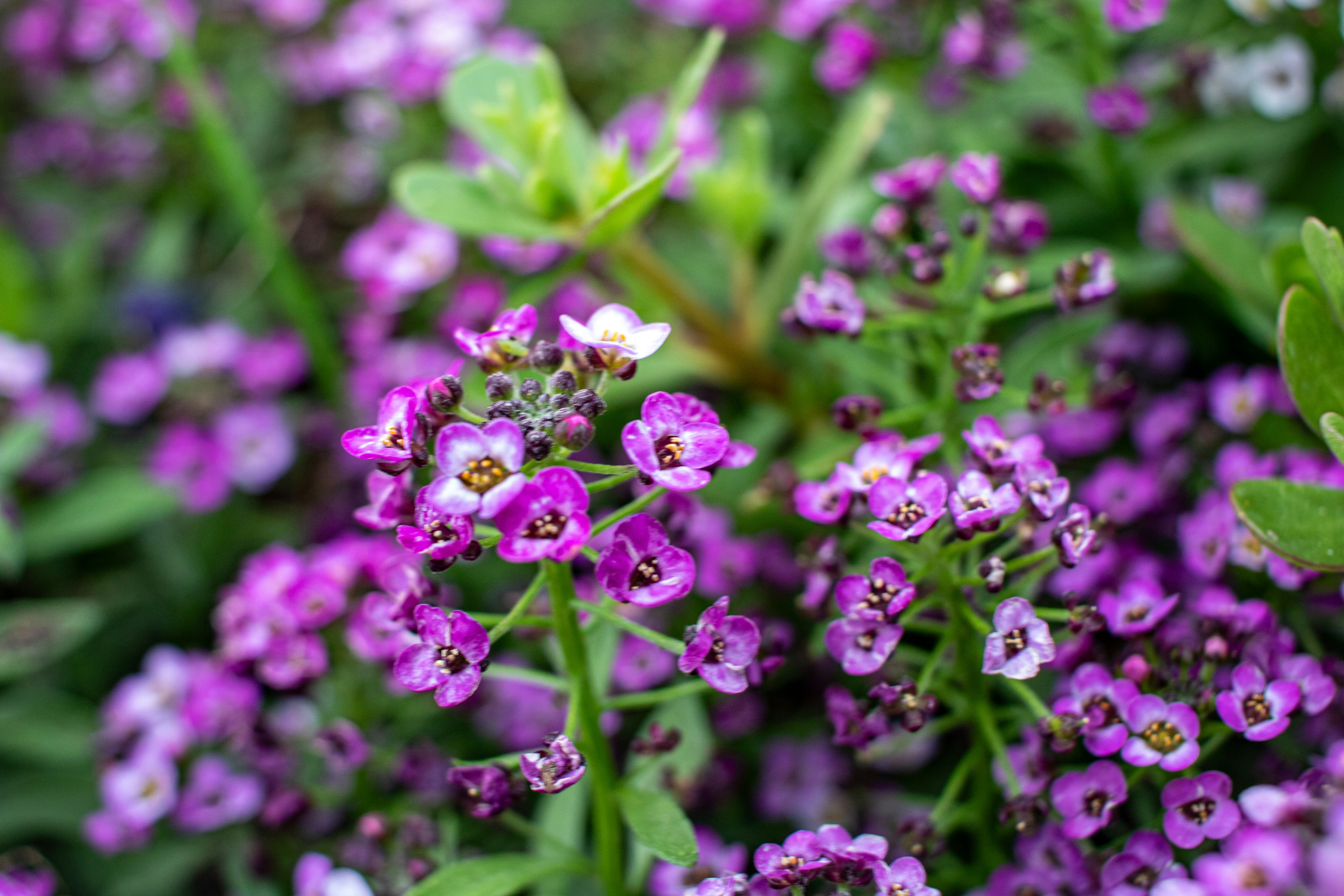 Photo by zoshuacolah