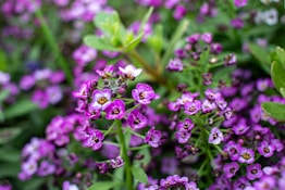 A close up of a bunch of purple flowers
