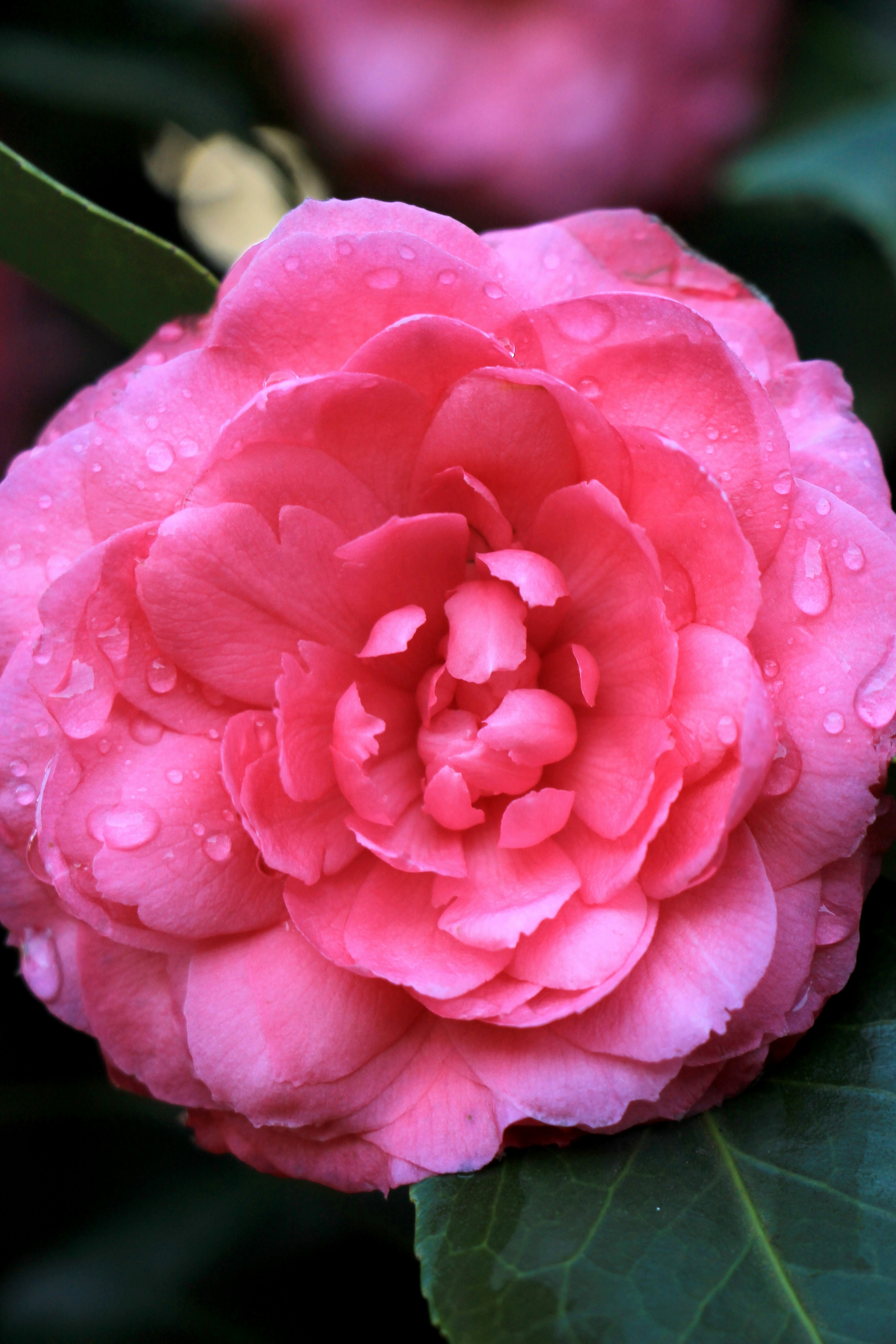 A pink flower with water droplets on it photo – Free Flower Image on ...