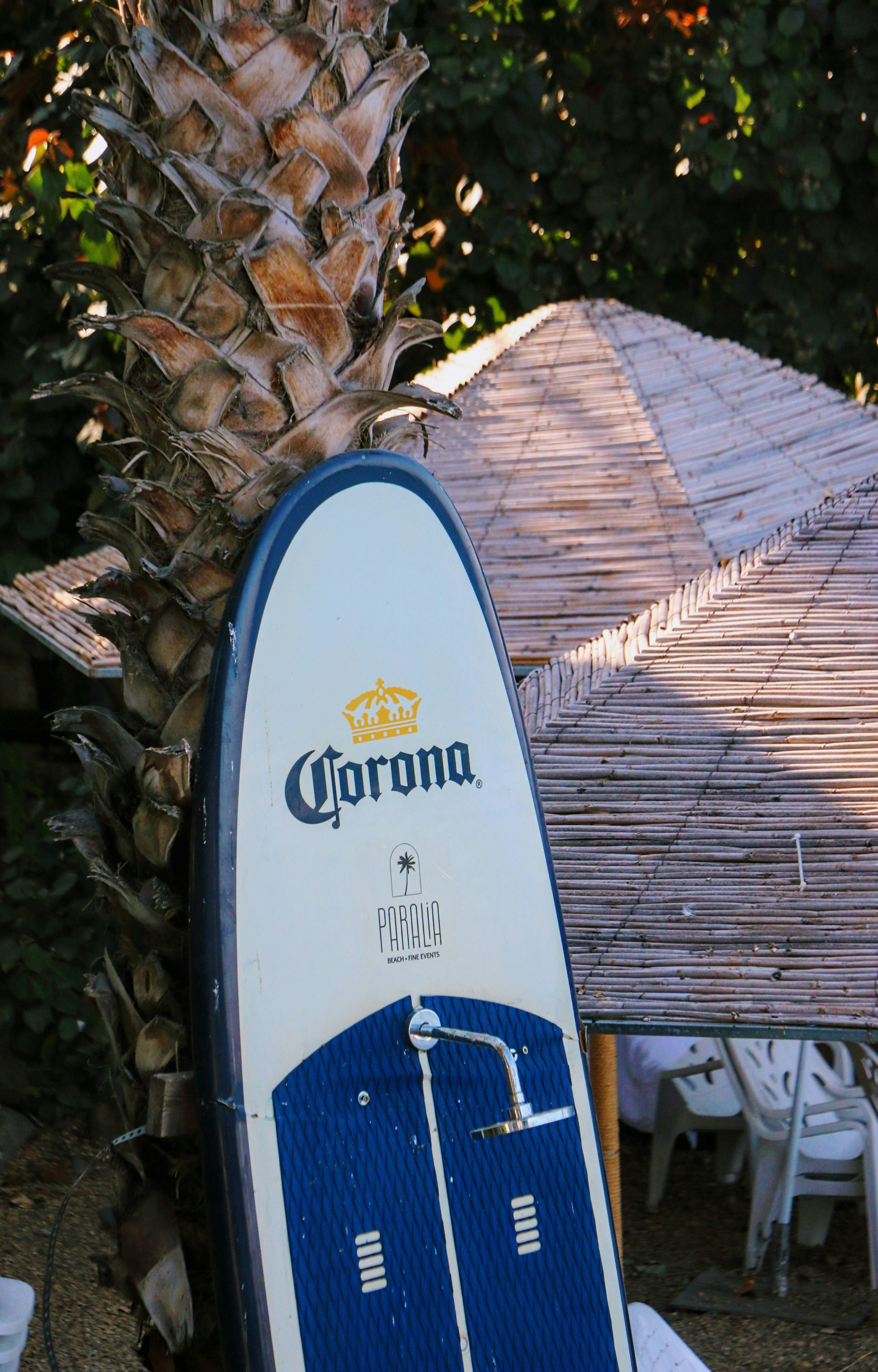 A white and blue surfboard sitting next to a palm tree