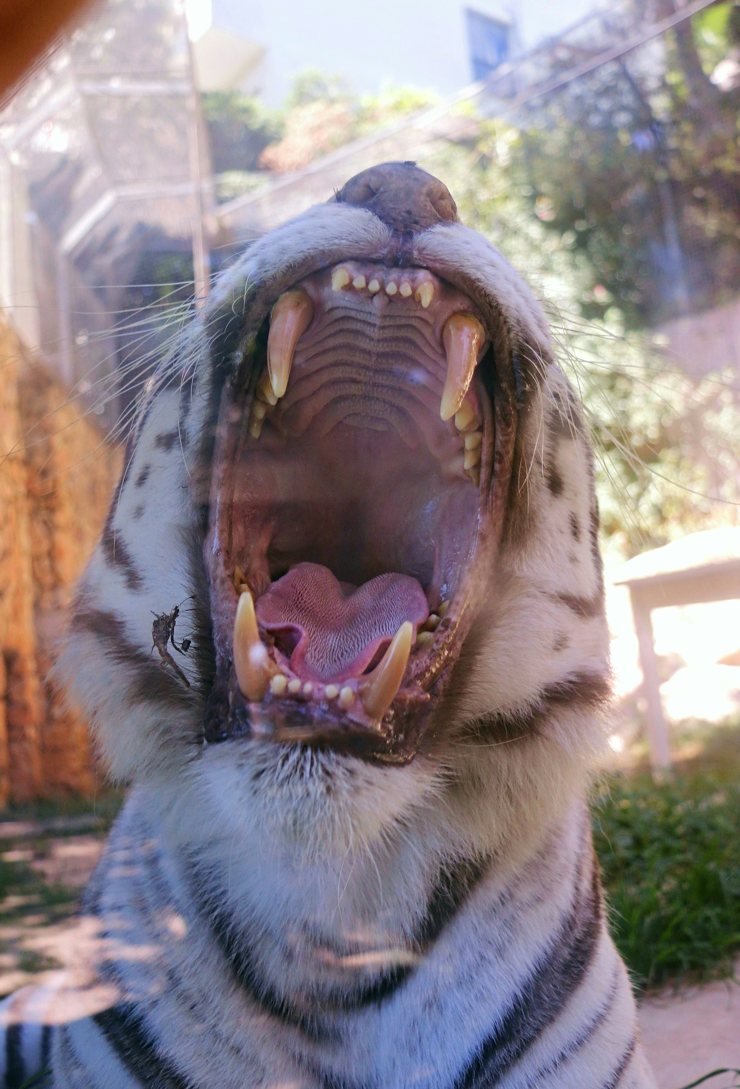 A stuffed white tiger with its mouth open