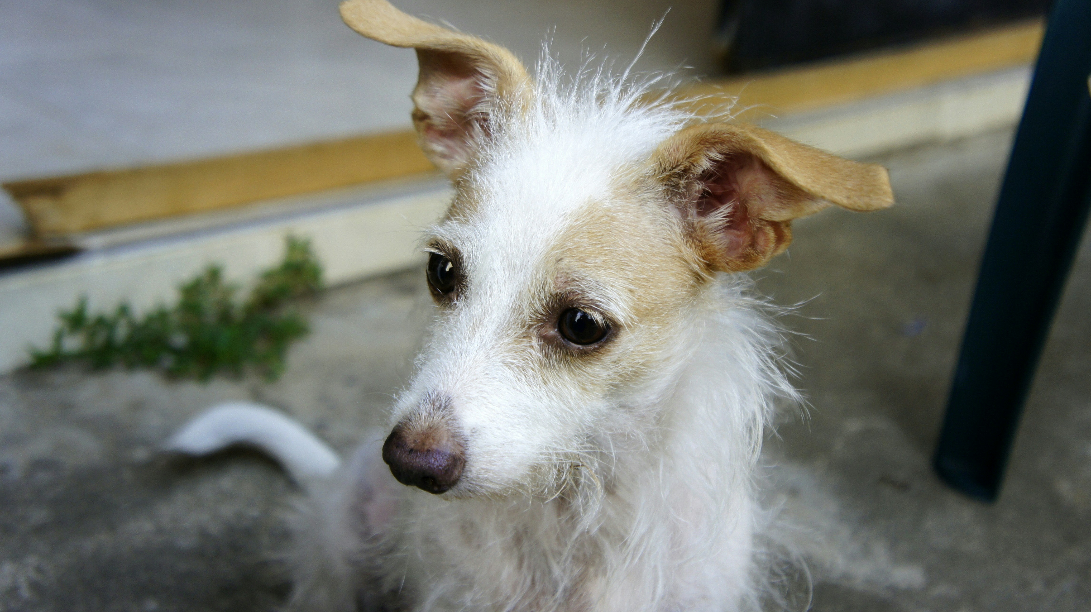 Yopal, Colombia - Family pets.