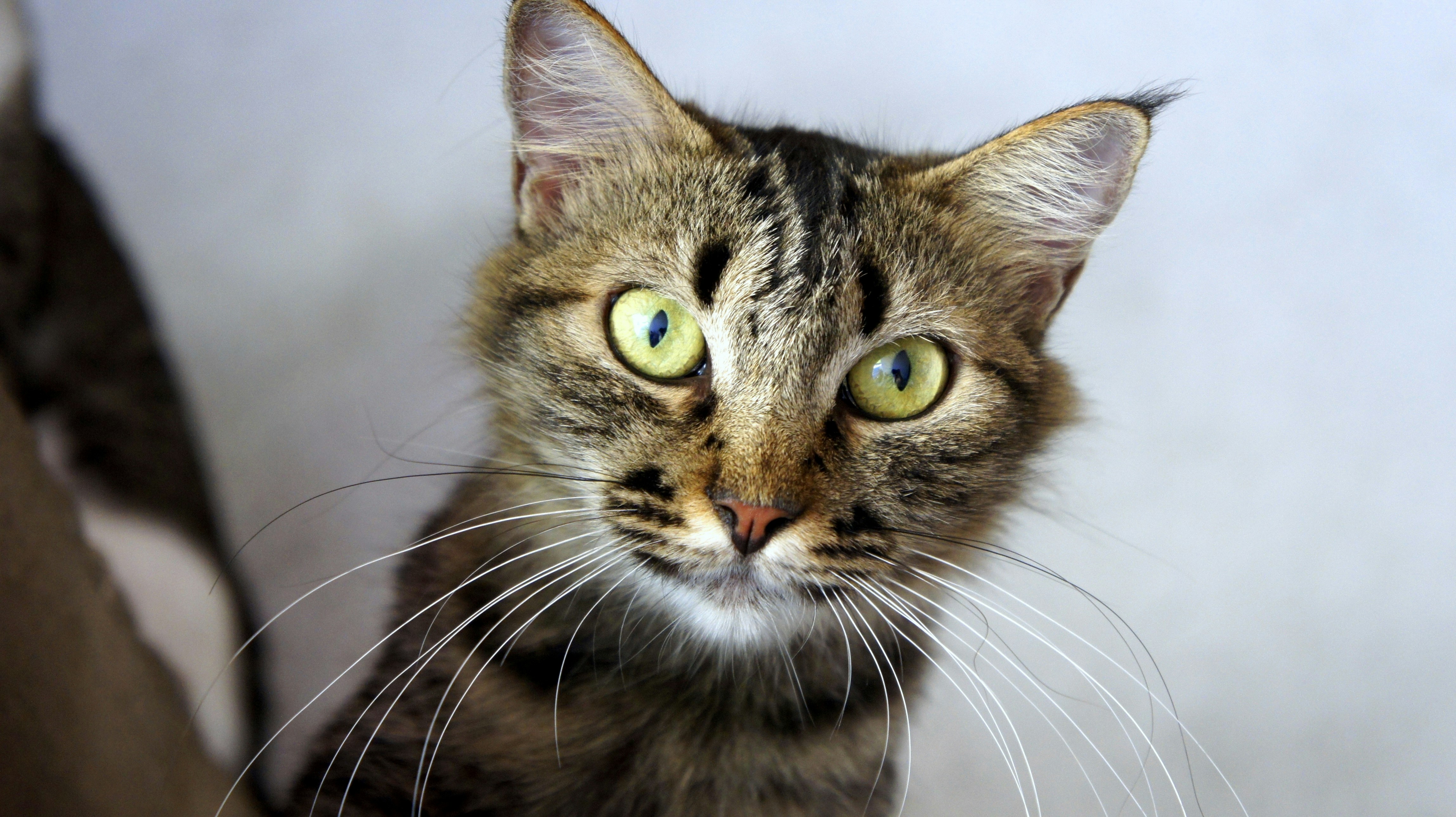 Photo by diegocespedesc2019