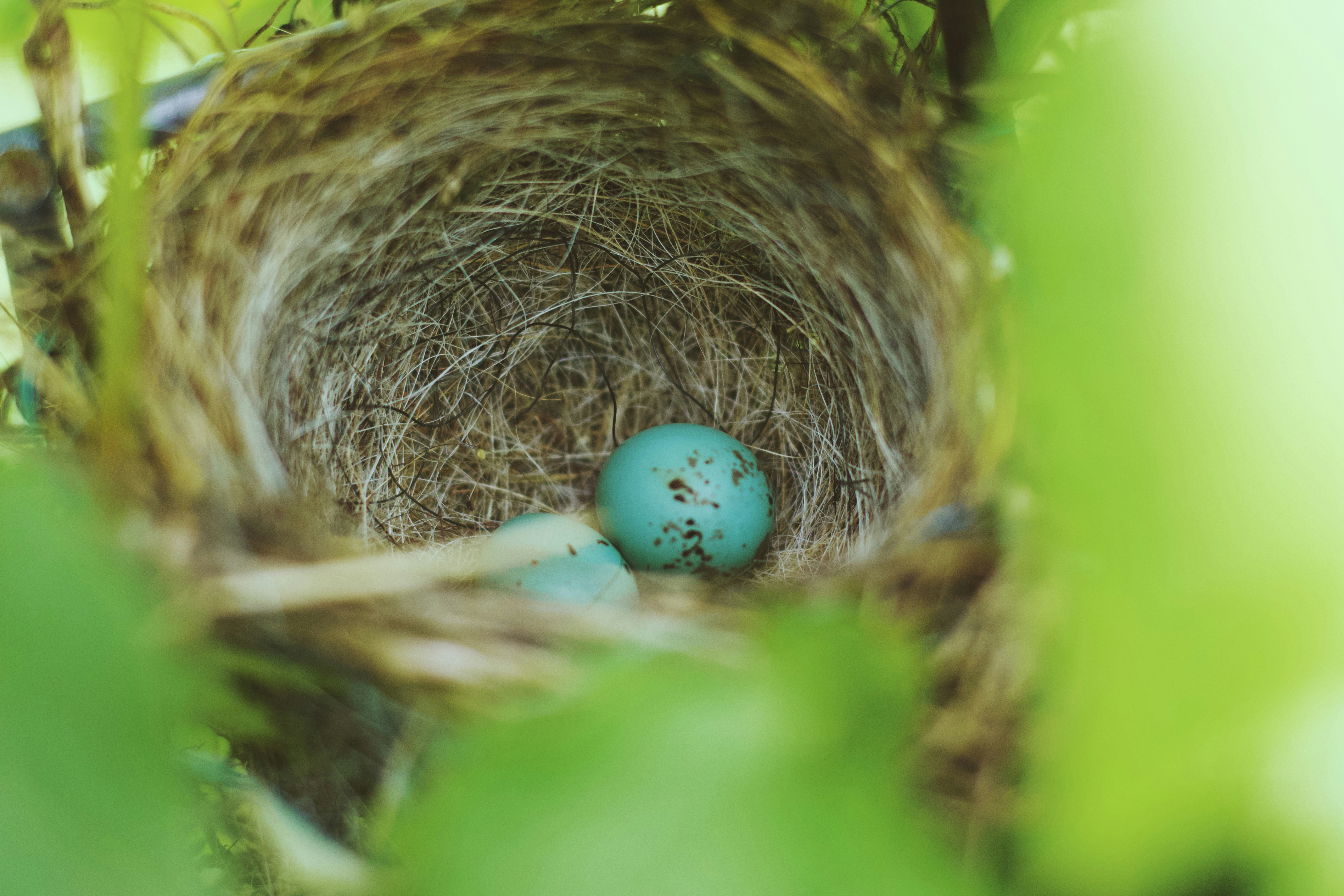 A bird's nest with a blue egg in it
