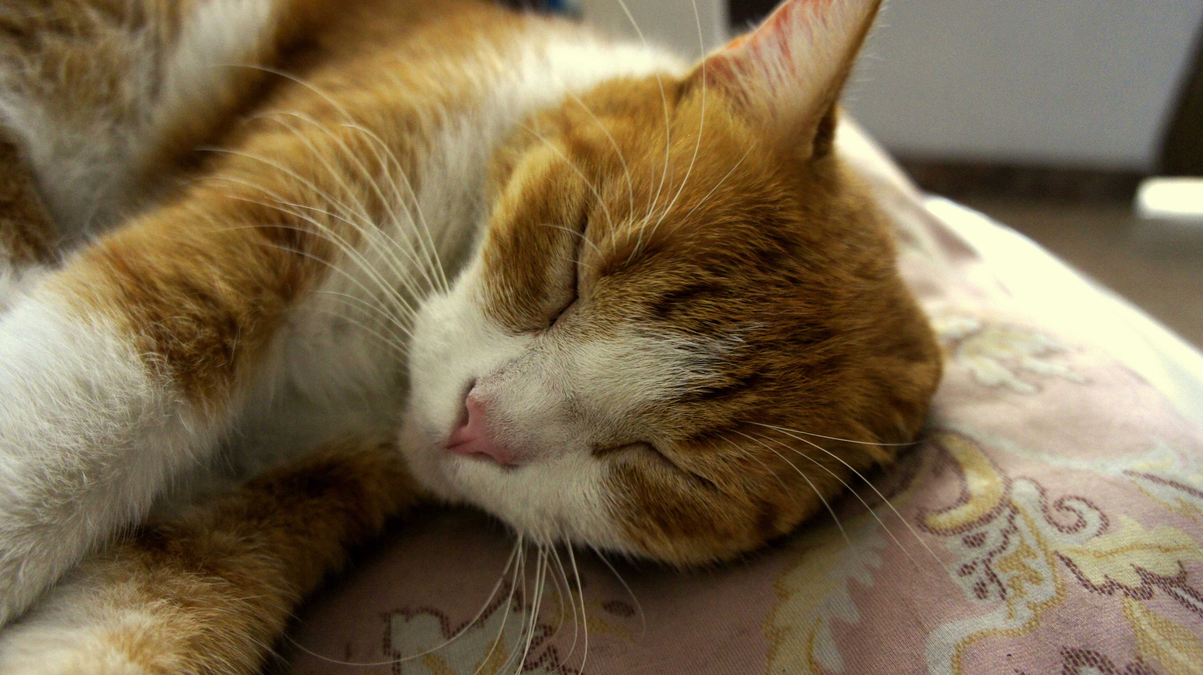 Photo by diegocespedesc2019