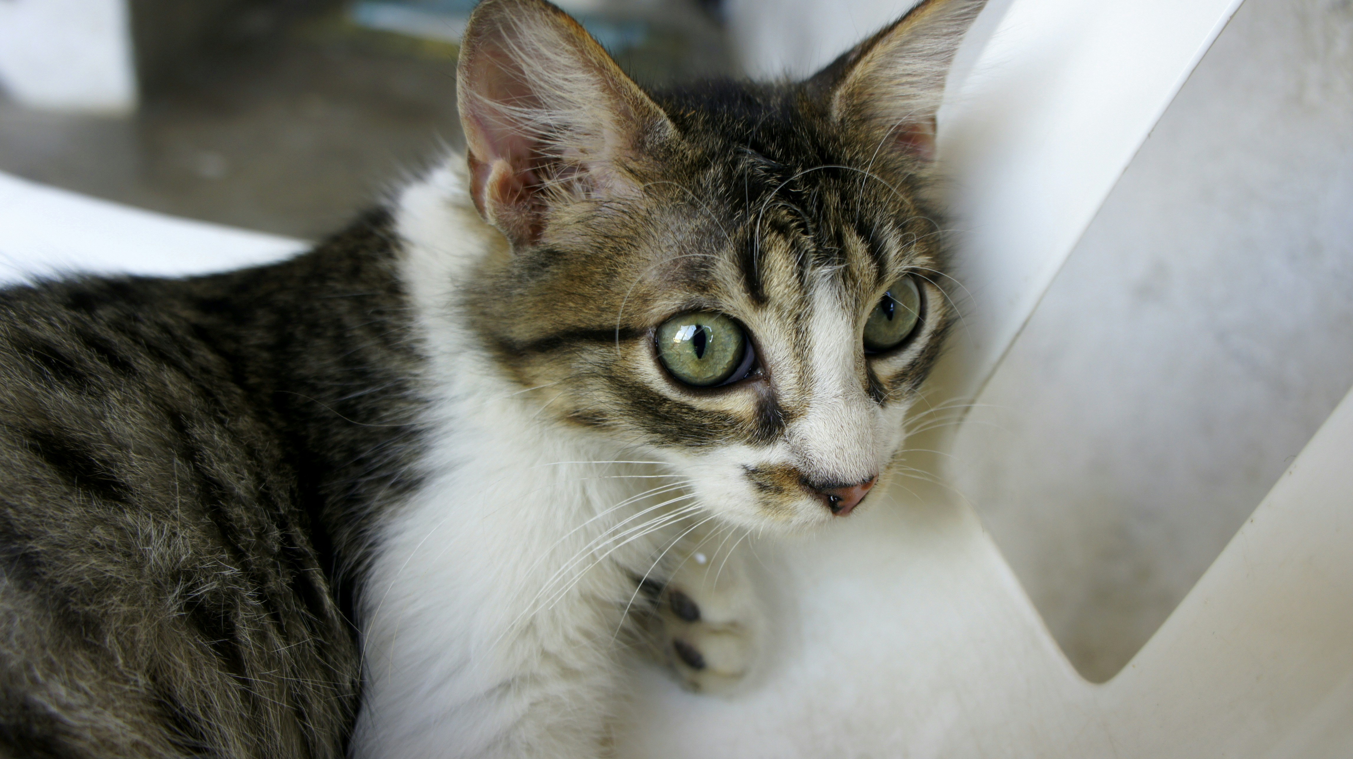 Photo by diegocespedesc2019