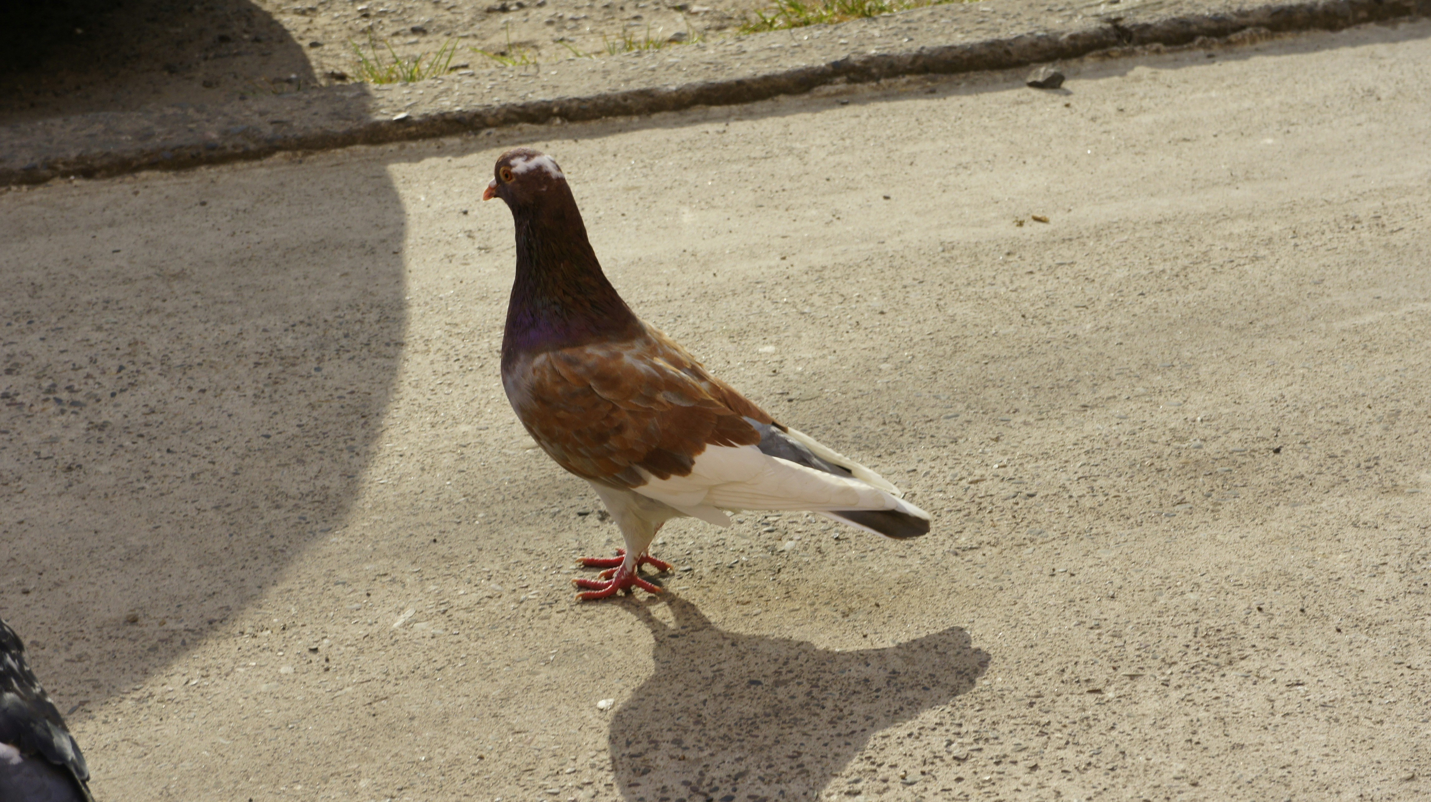 A bird standing on the side of a road next to a person