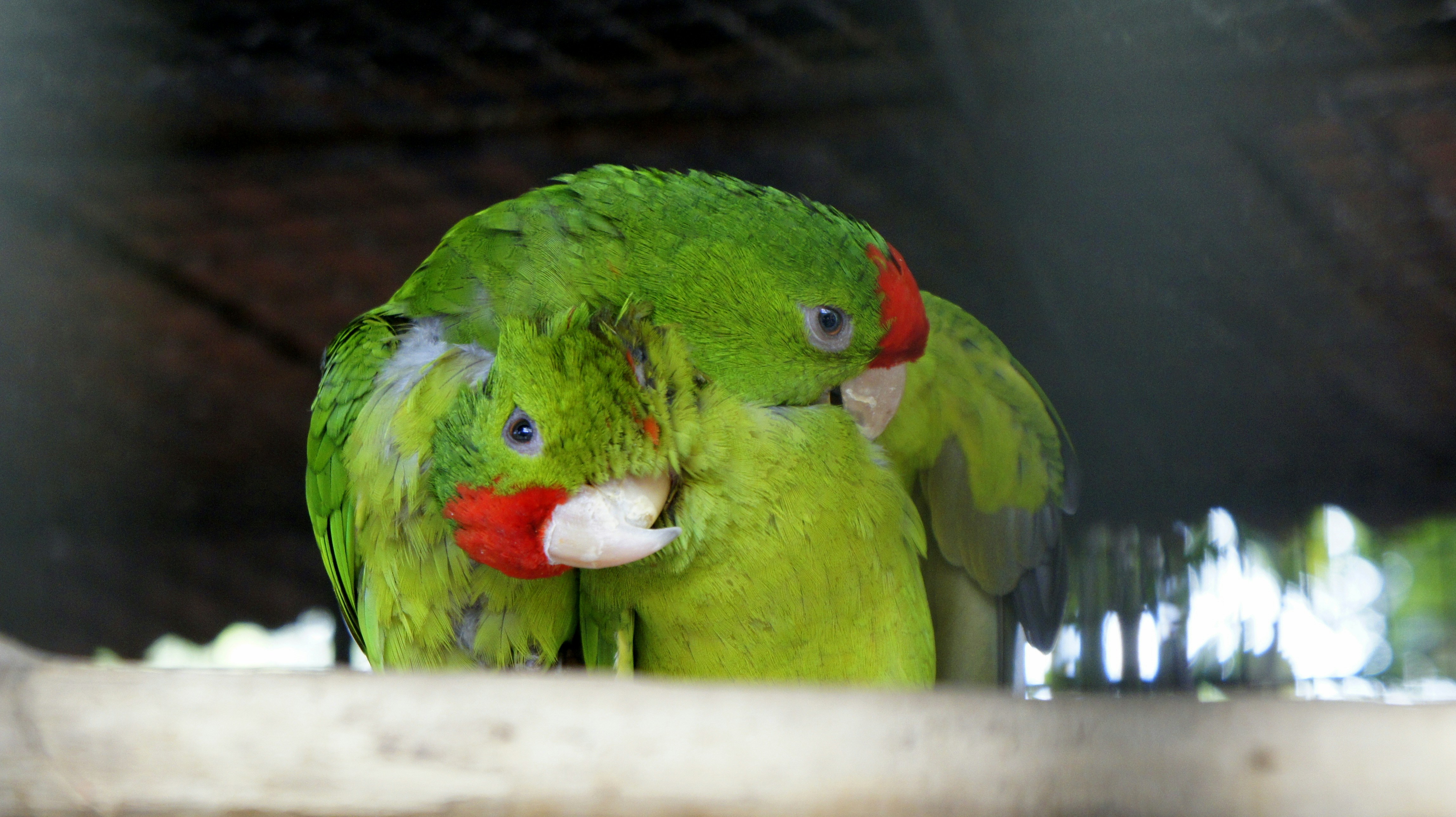 A couple of green birds sitting next to each other