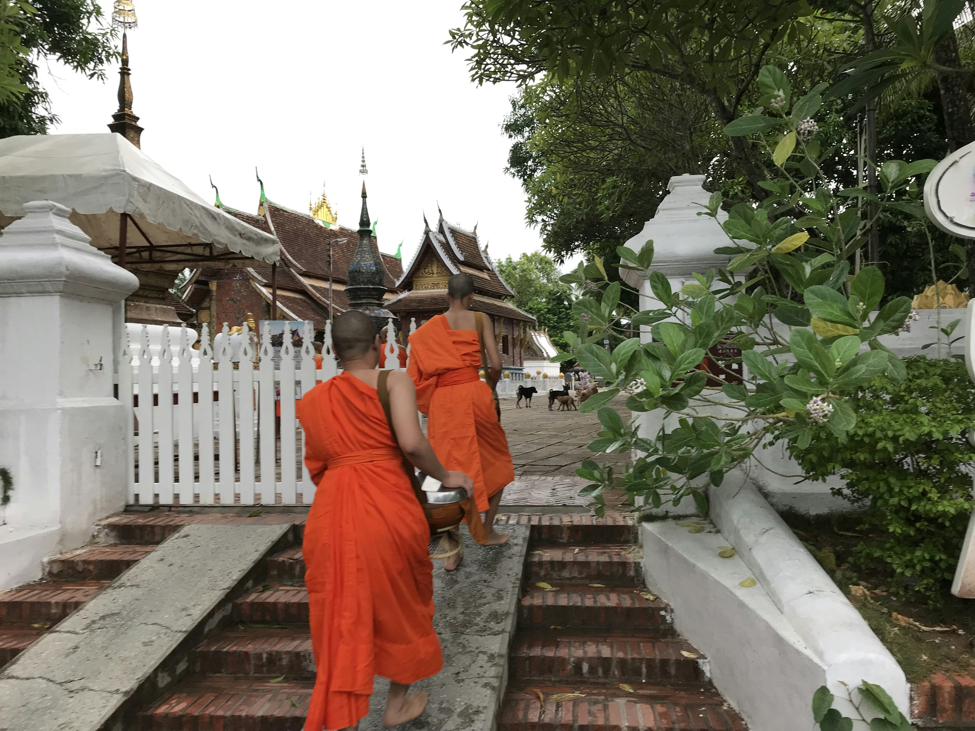 A group of monks walking up some steps