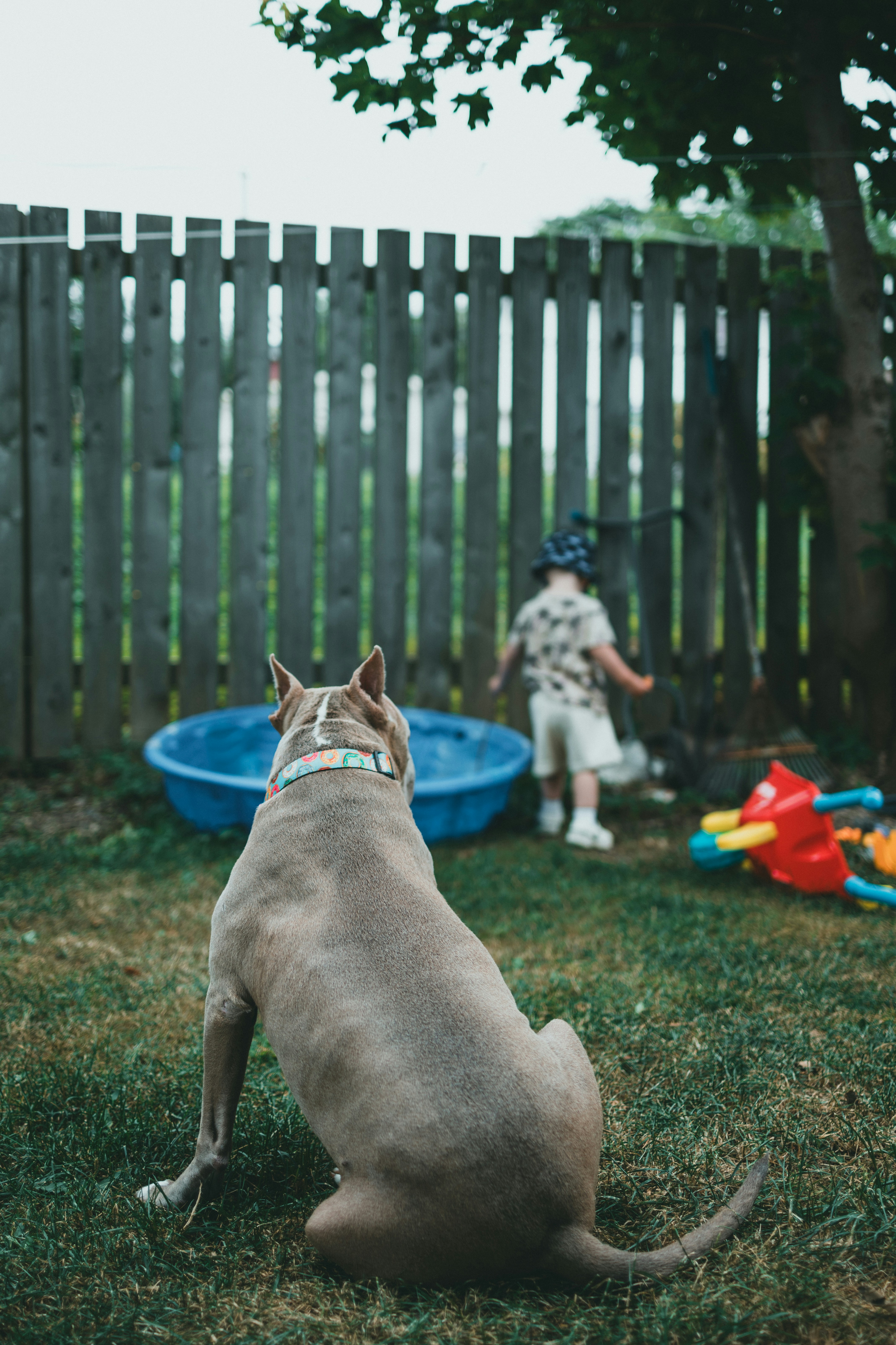 A dog sitting in the grass near a fence