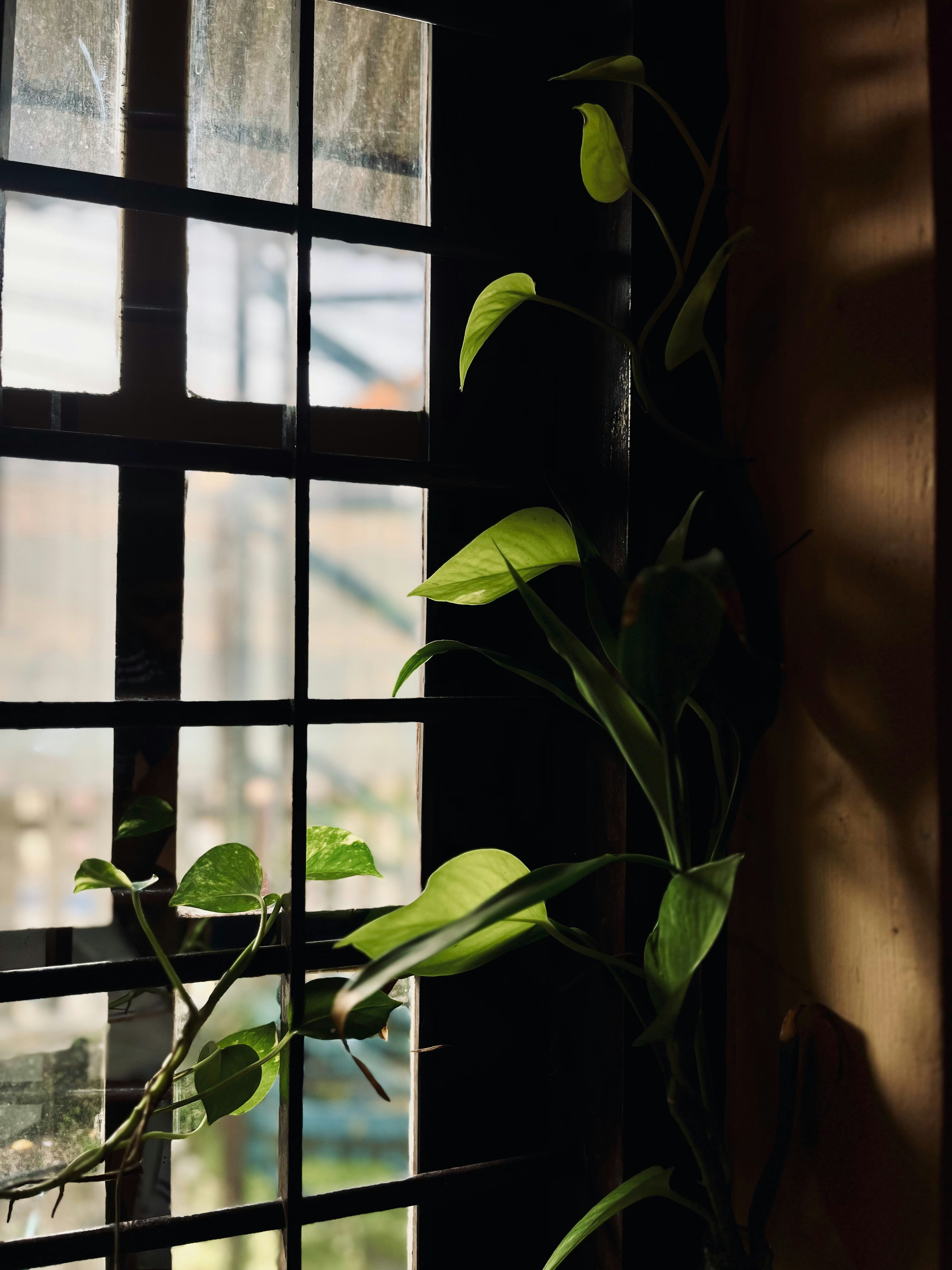 Photo by koshygeorge