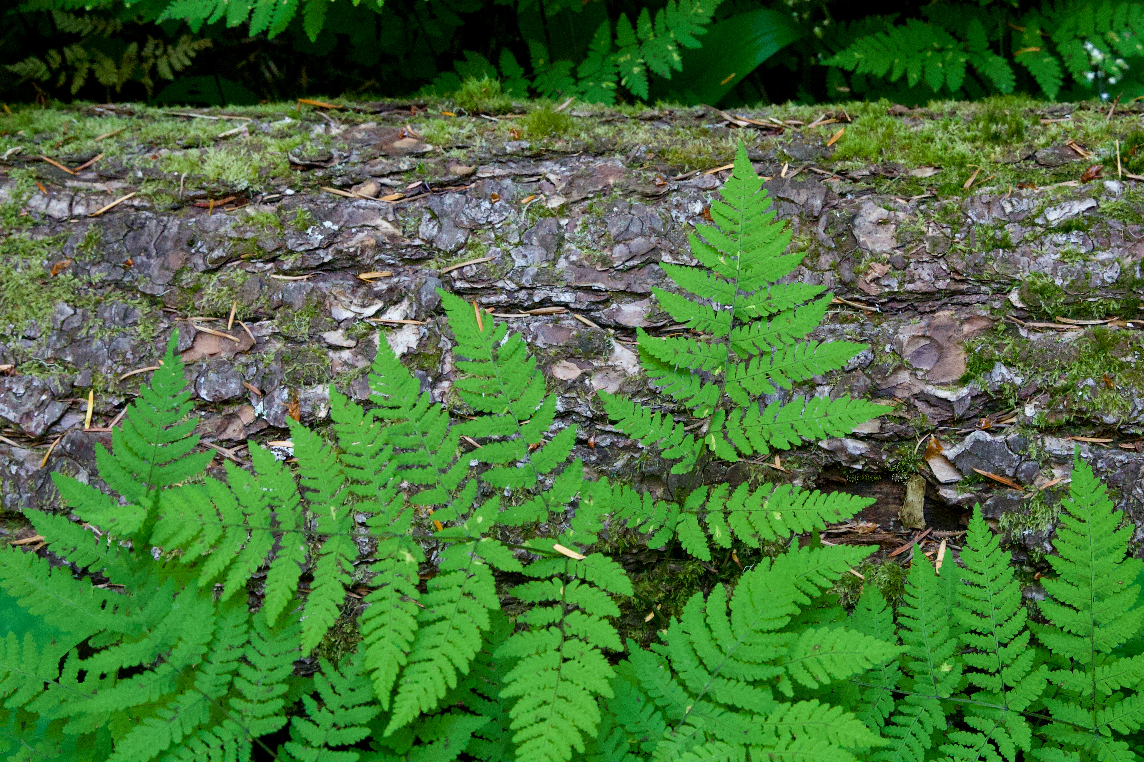 A close up of a fern plant on a rock