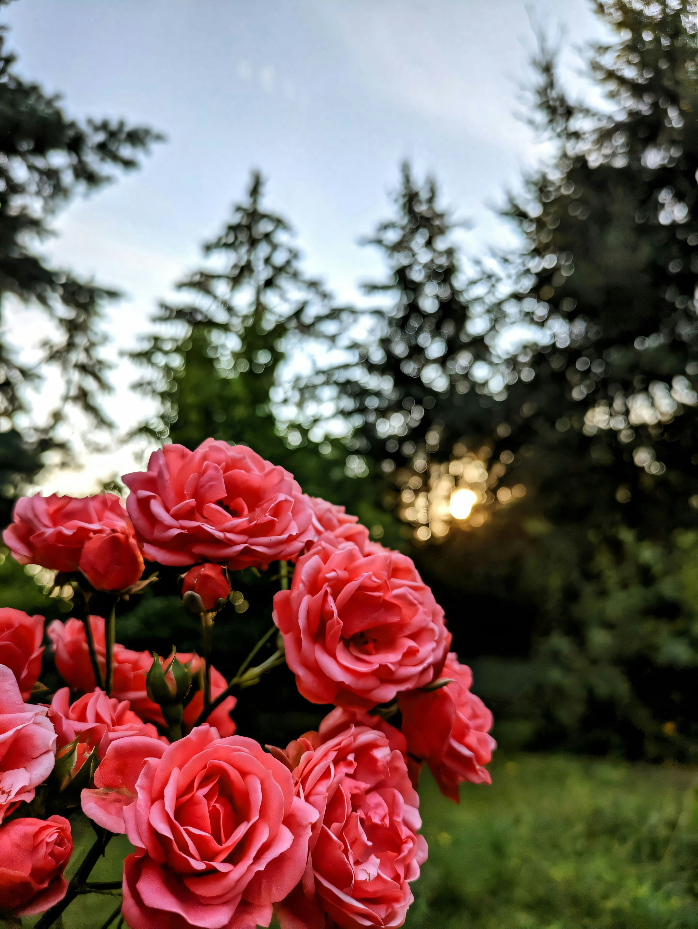 Un jarrón lleno de flores rojas sentado en la cima de un exuberante campo verde
