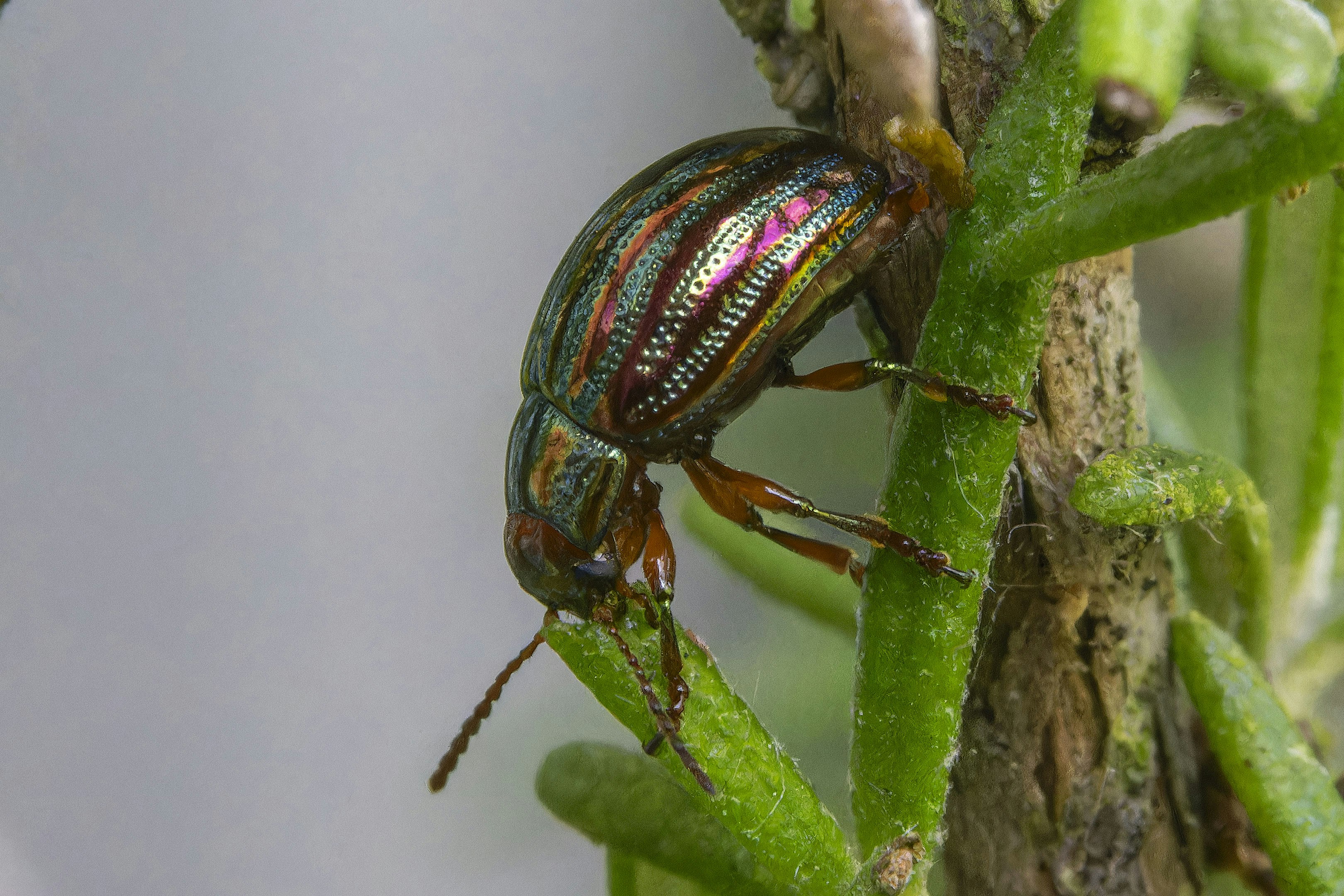A close up of a bug on a plant