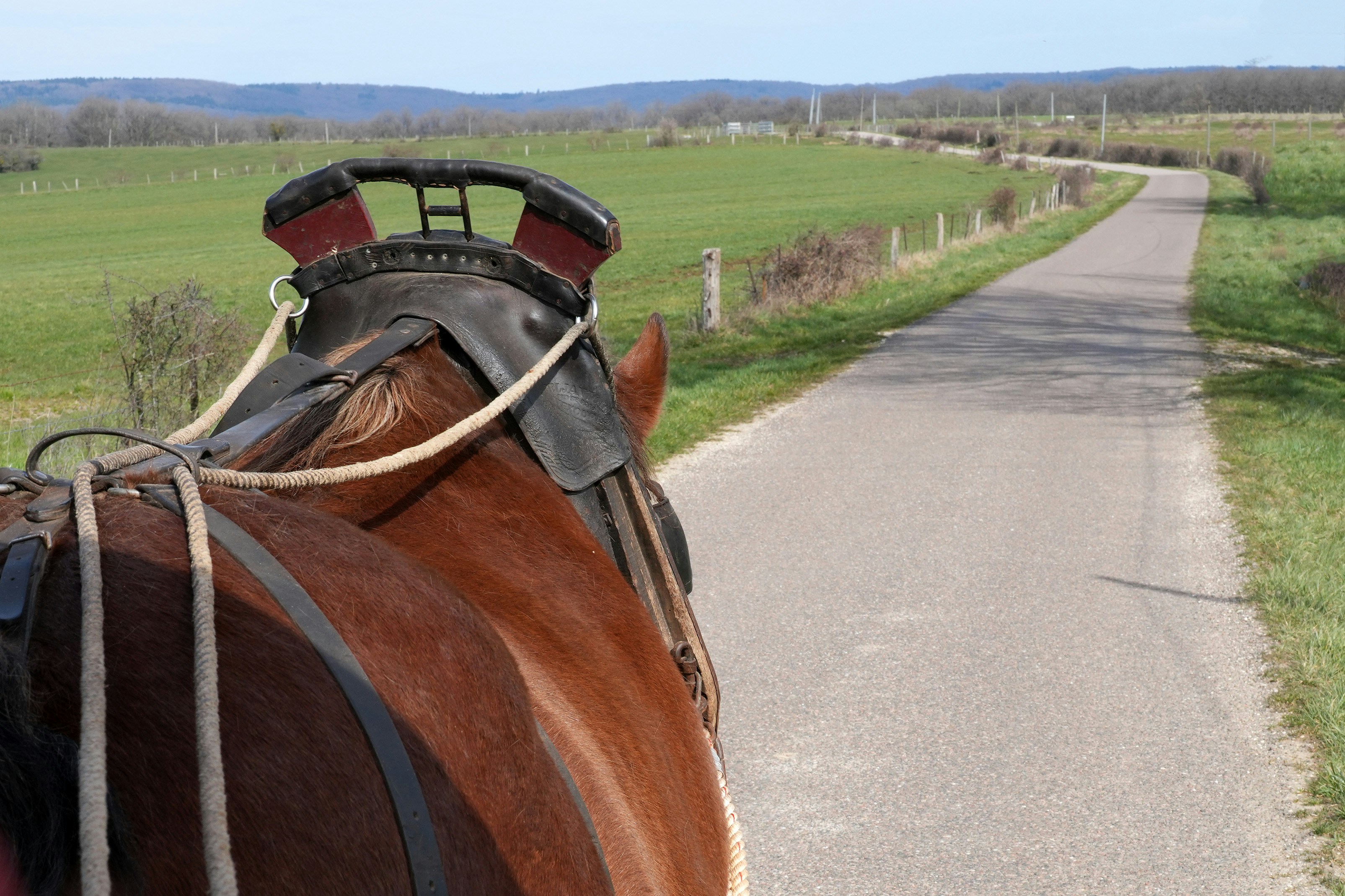 Un cheval brun debout sur le bord d’une route