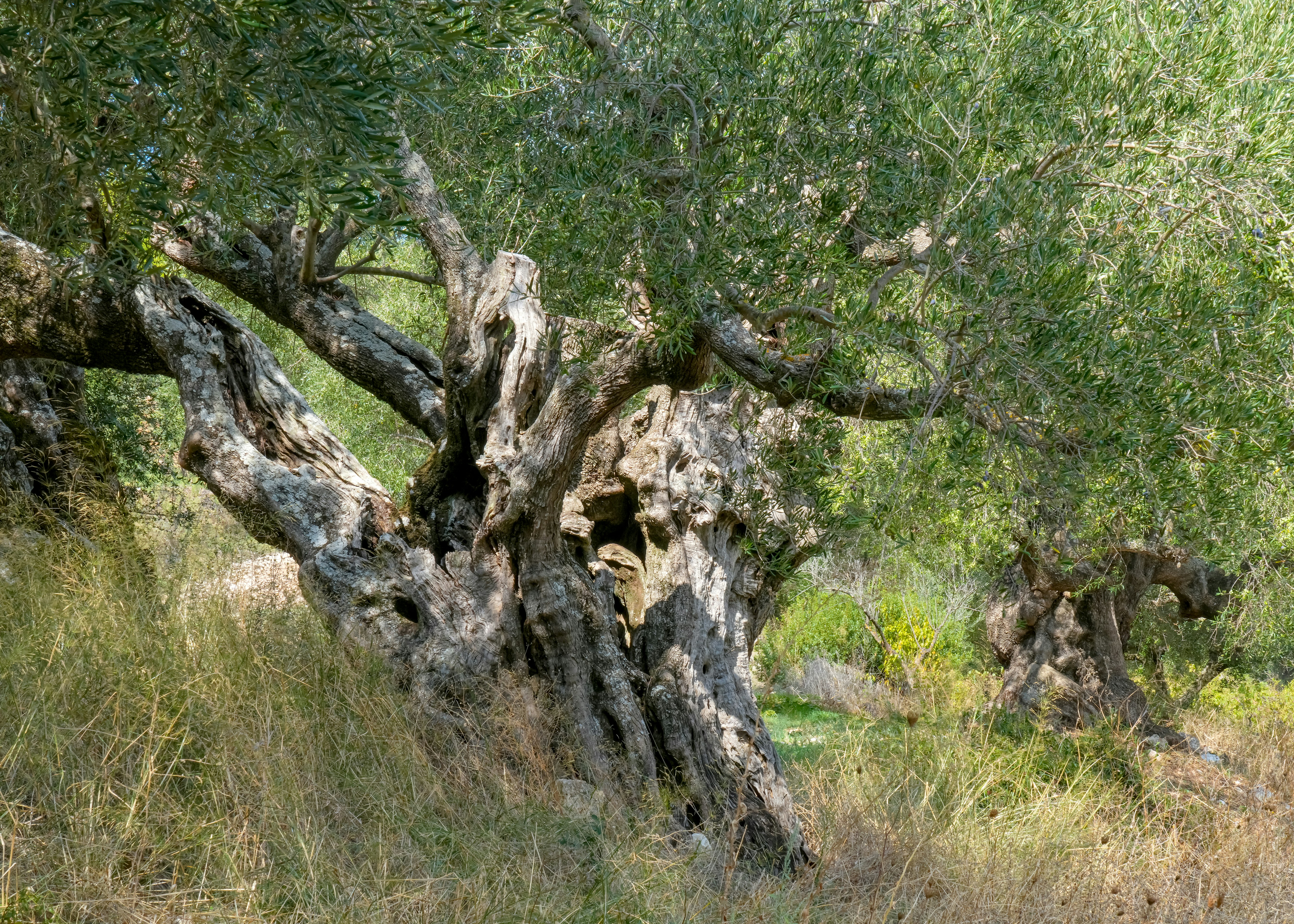 Zakynthos accommodation: Nature and Wildlife