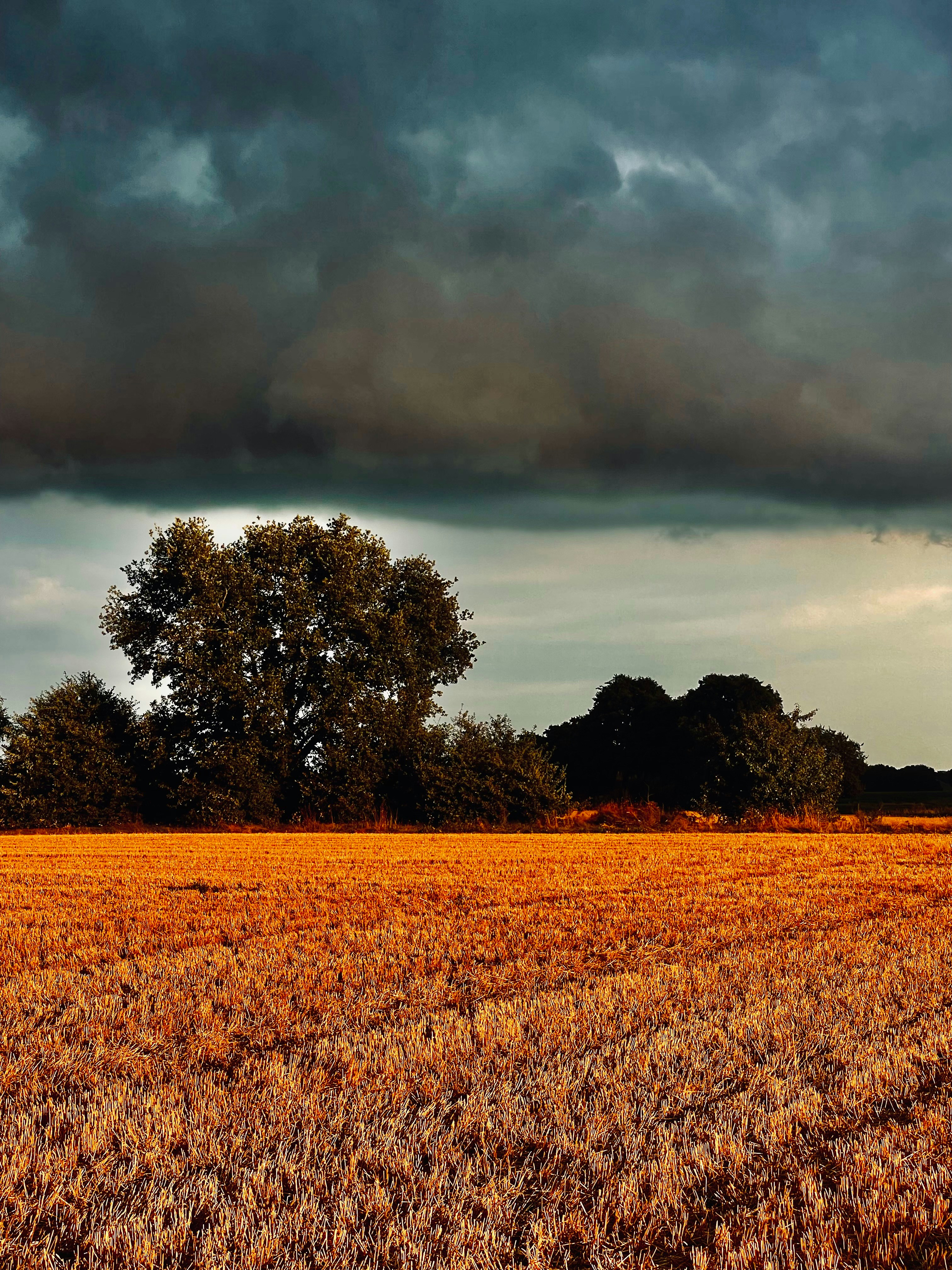 A large field of wheat under a cloudy sky
