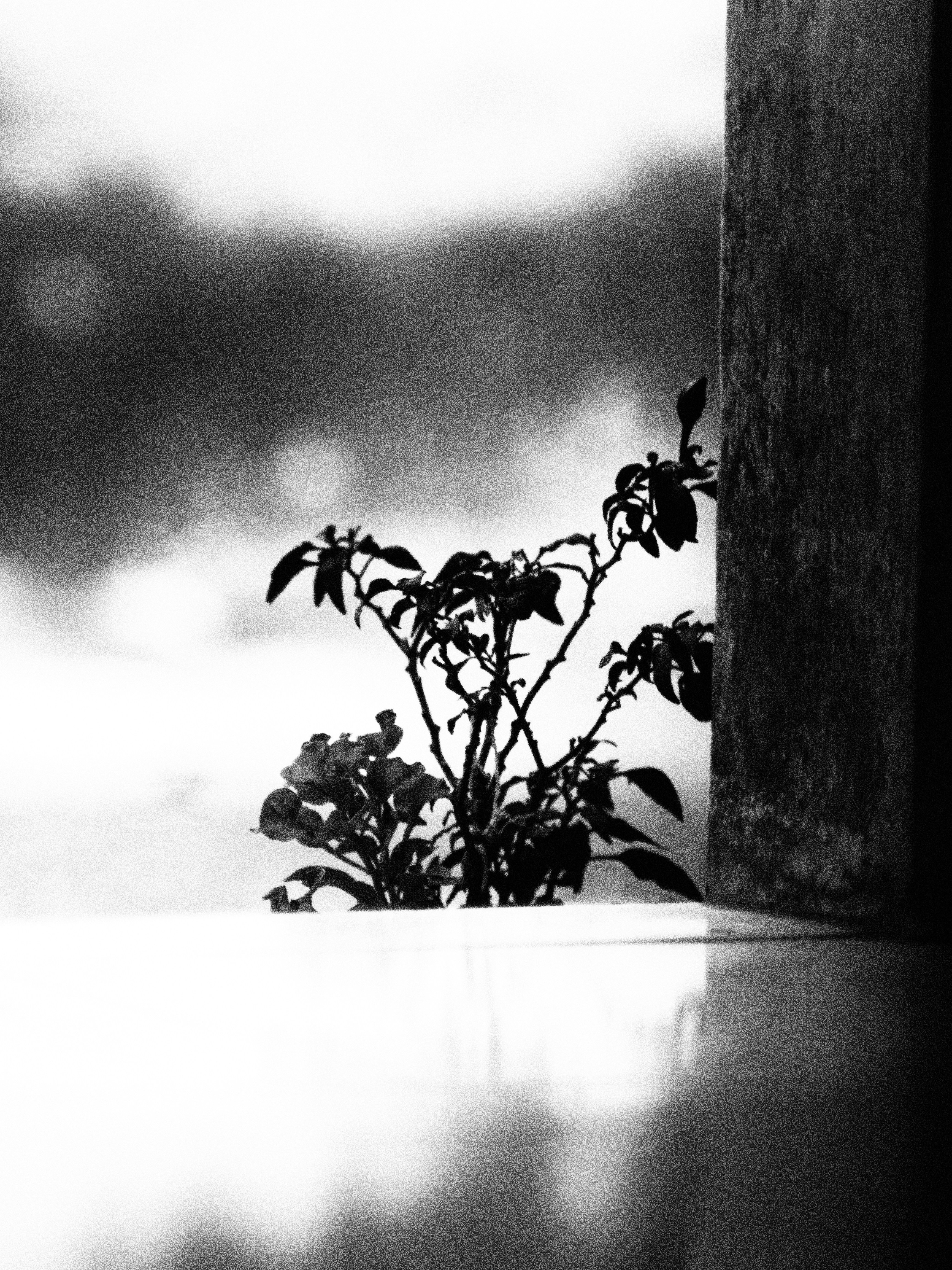Uma foto preto e branco de uma planta no peitoril de uma janela
