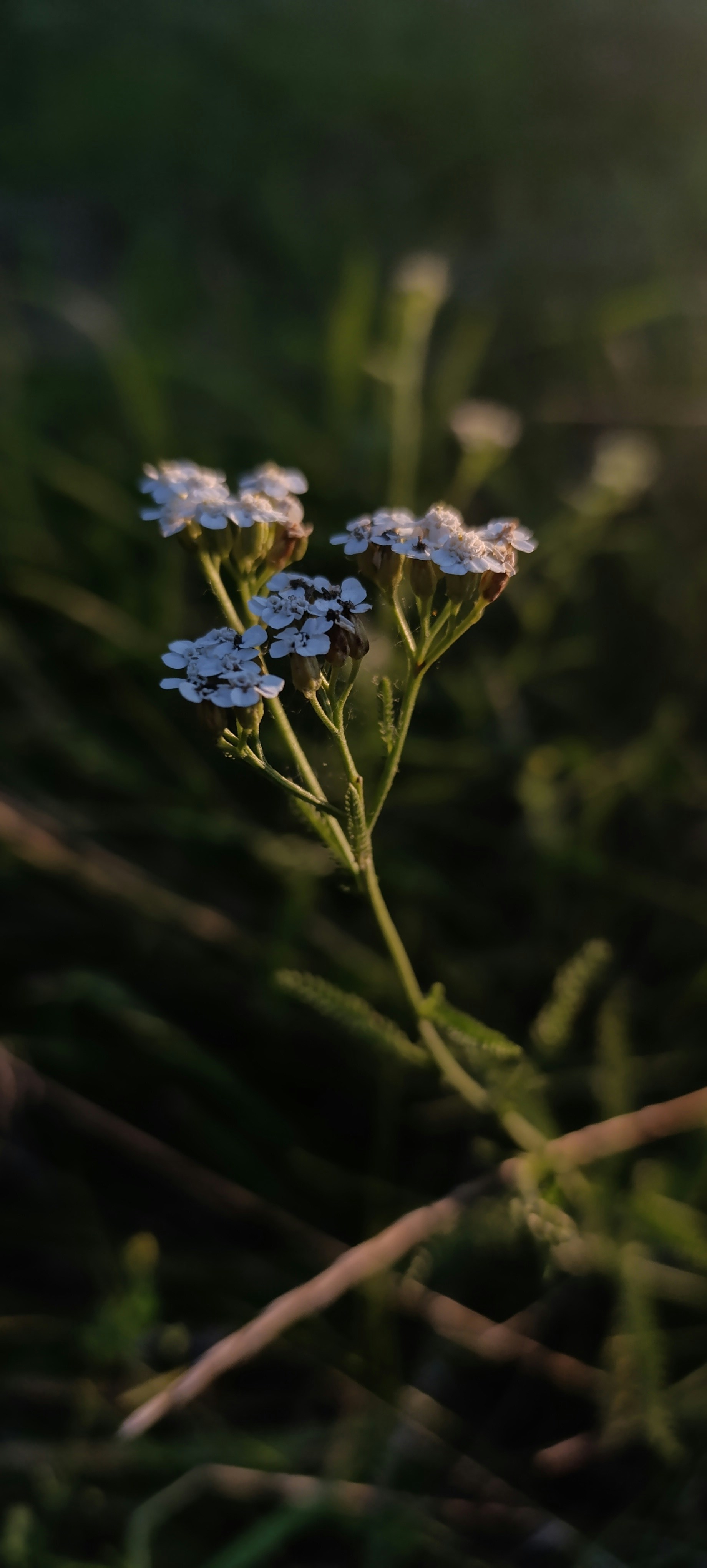 Photo by akari_kamikadze