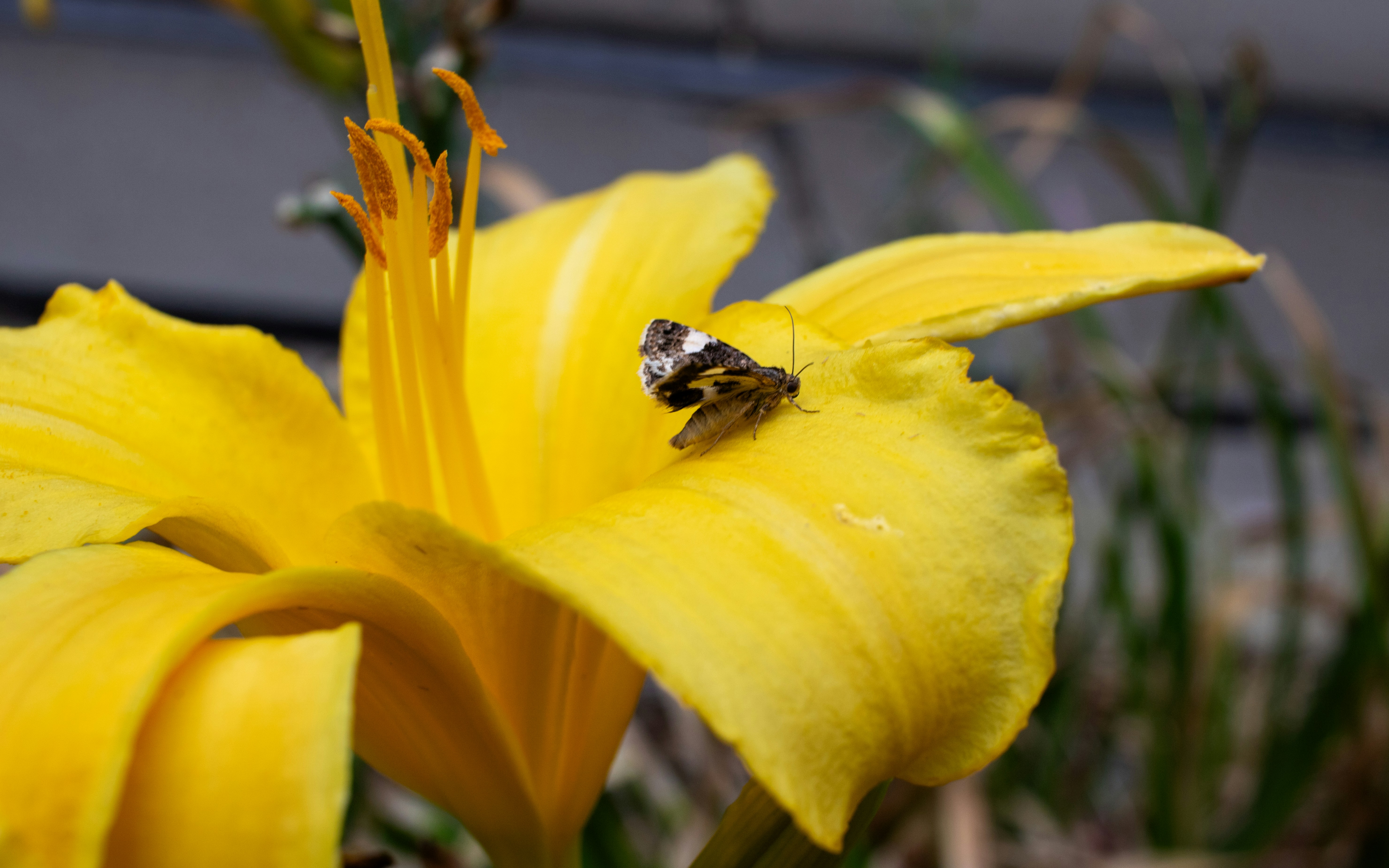 Photo by zoshuacolah