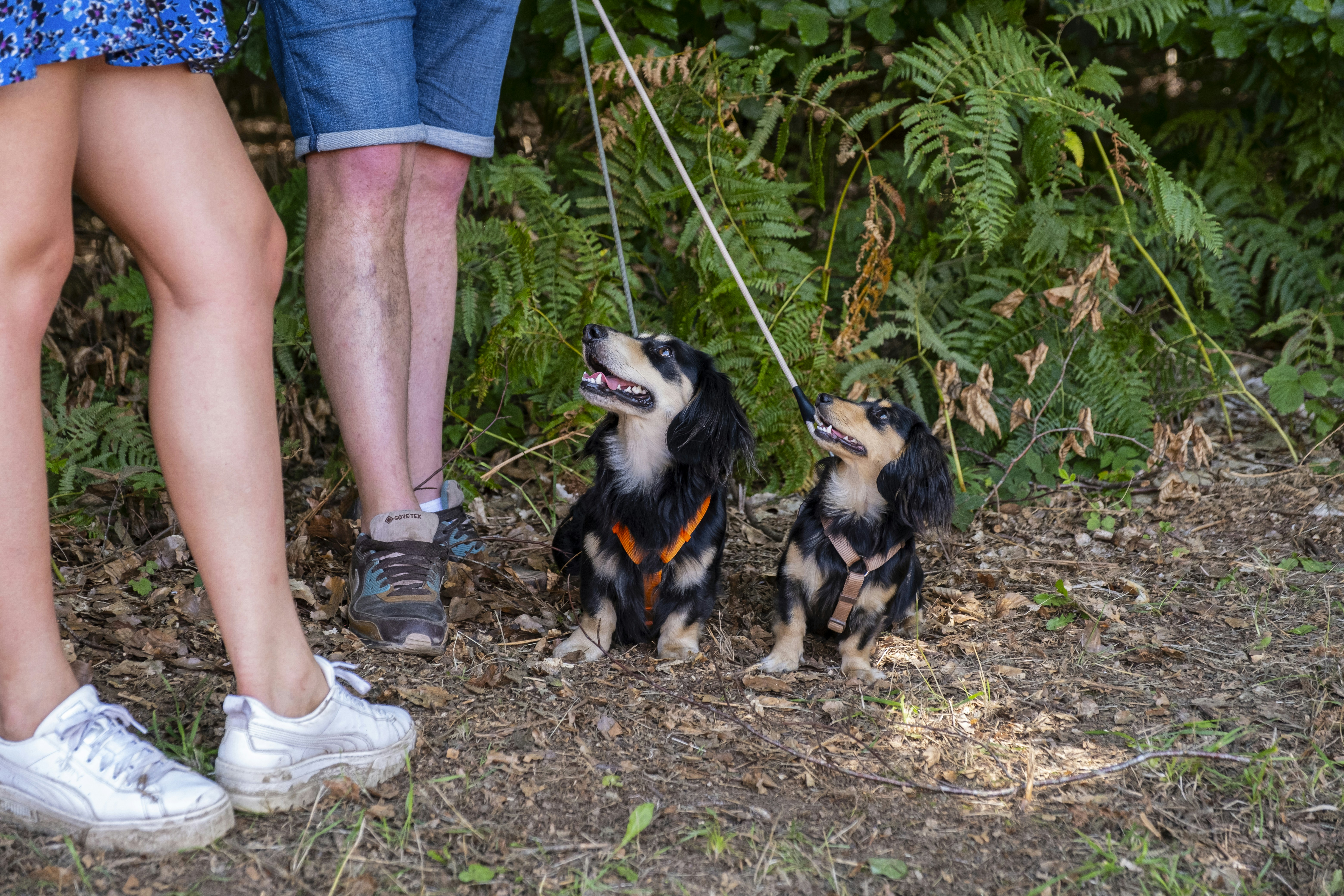 Un uomo e una donna stanno portando a spasso i loro cani