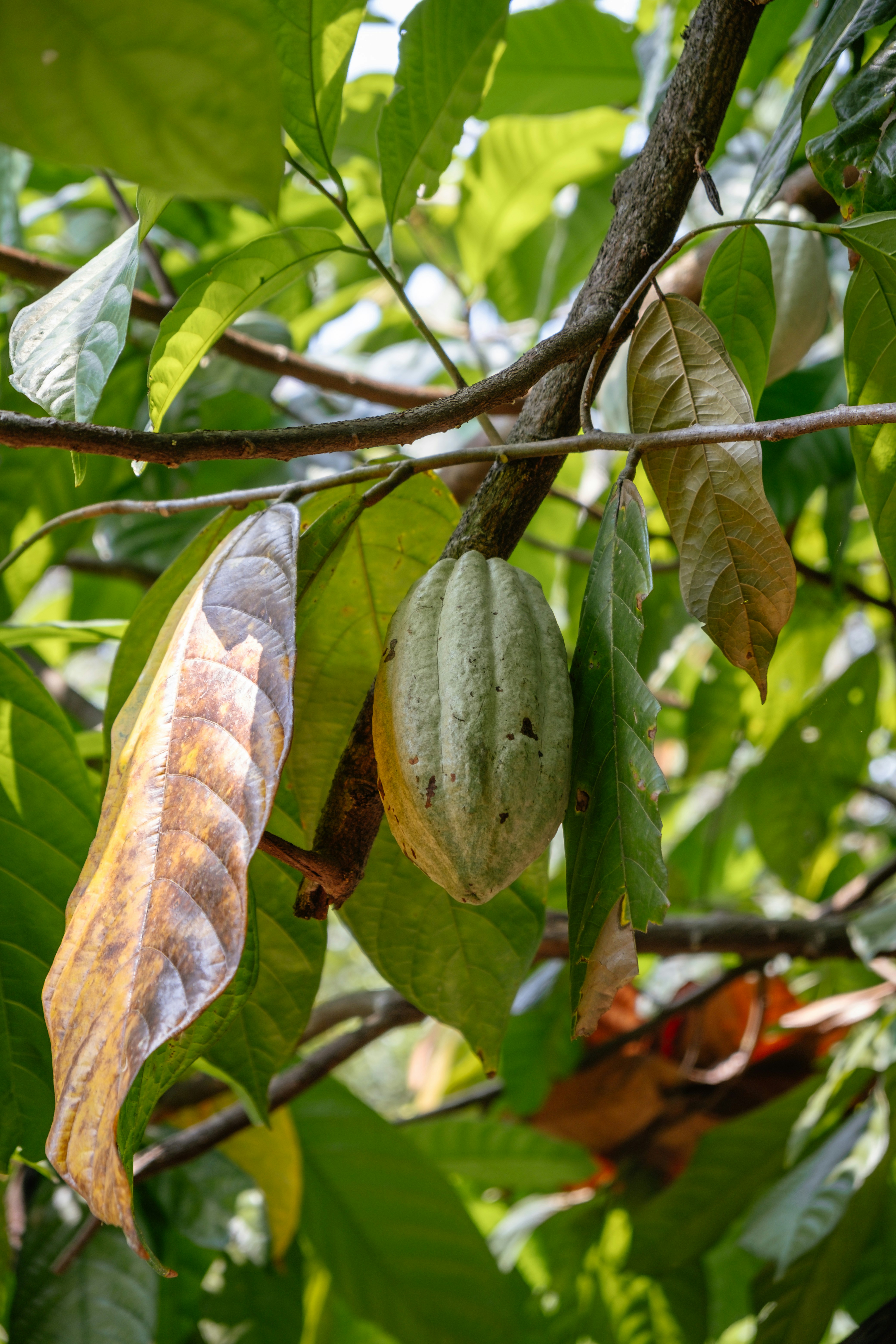 Photo by johanmouchet