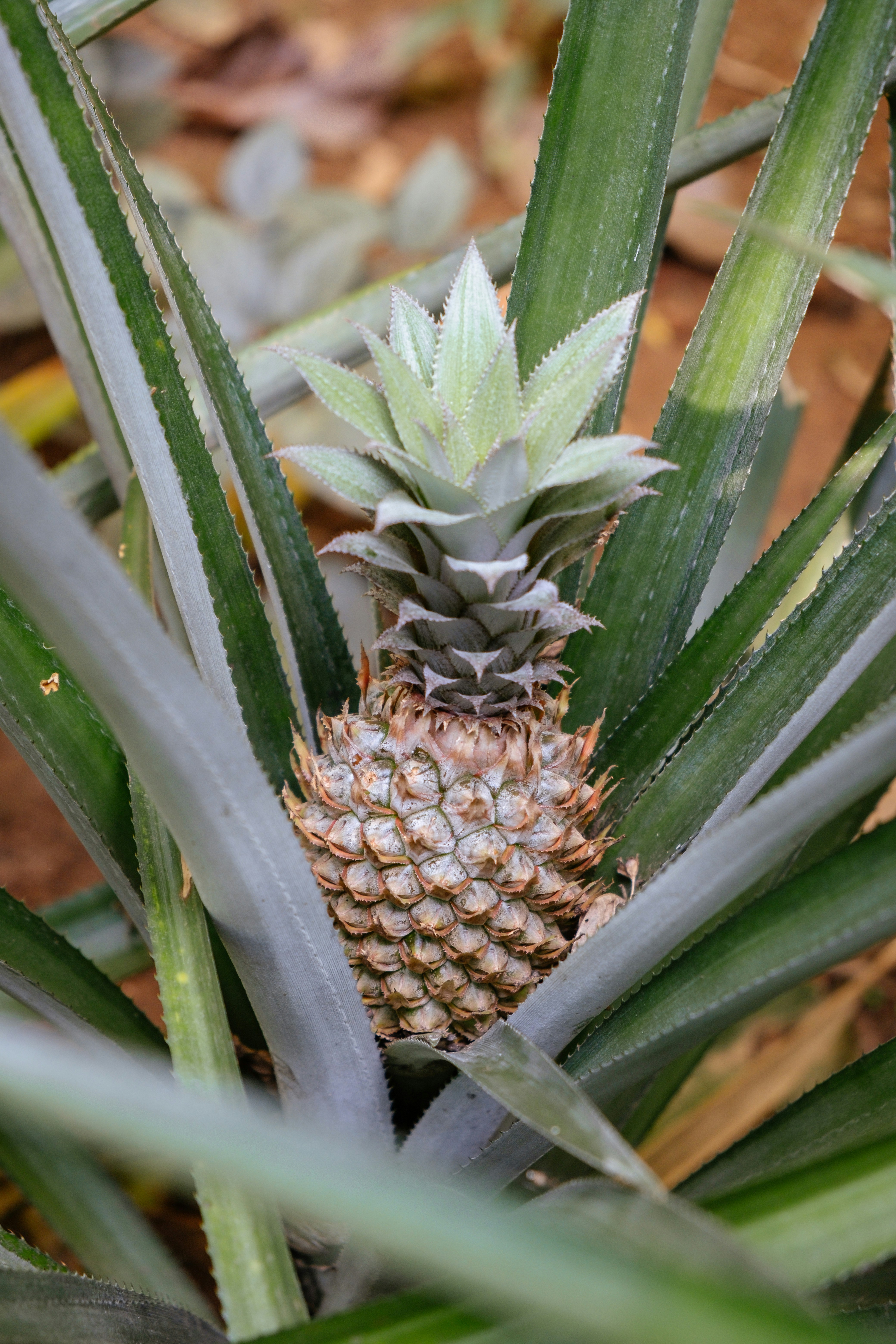 A close up of a pineapple growing in a field
