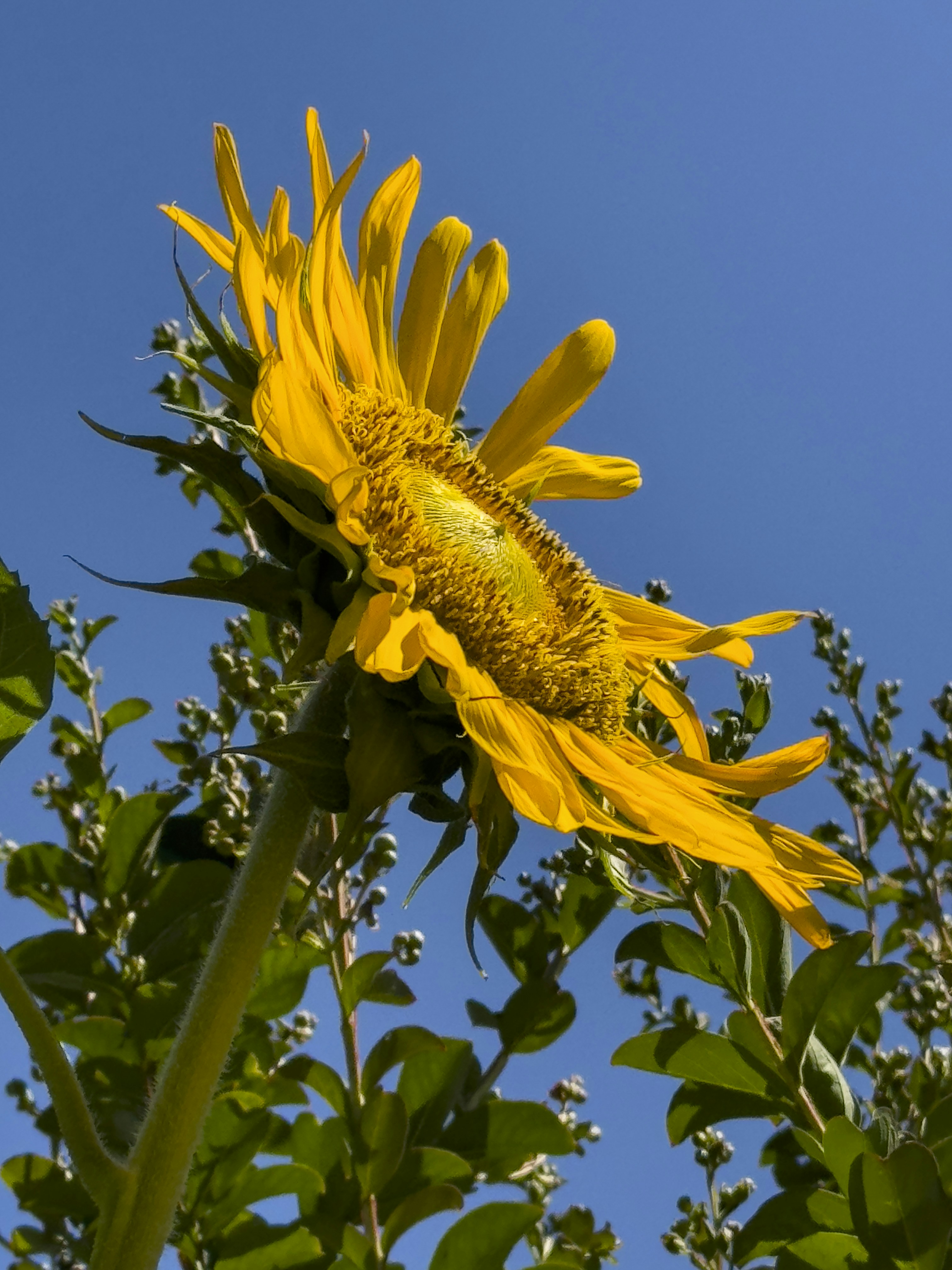 A large sunflower with a blue sky in the background