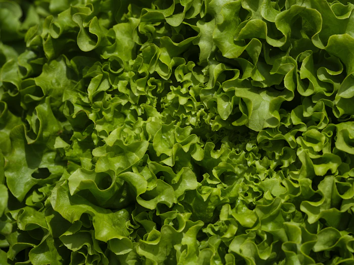 Arugula / rocket leaves