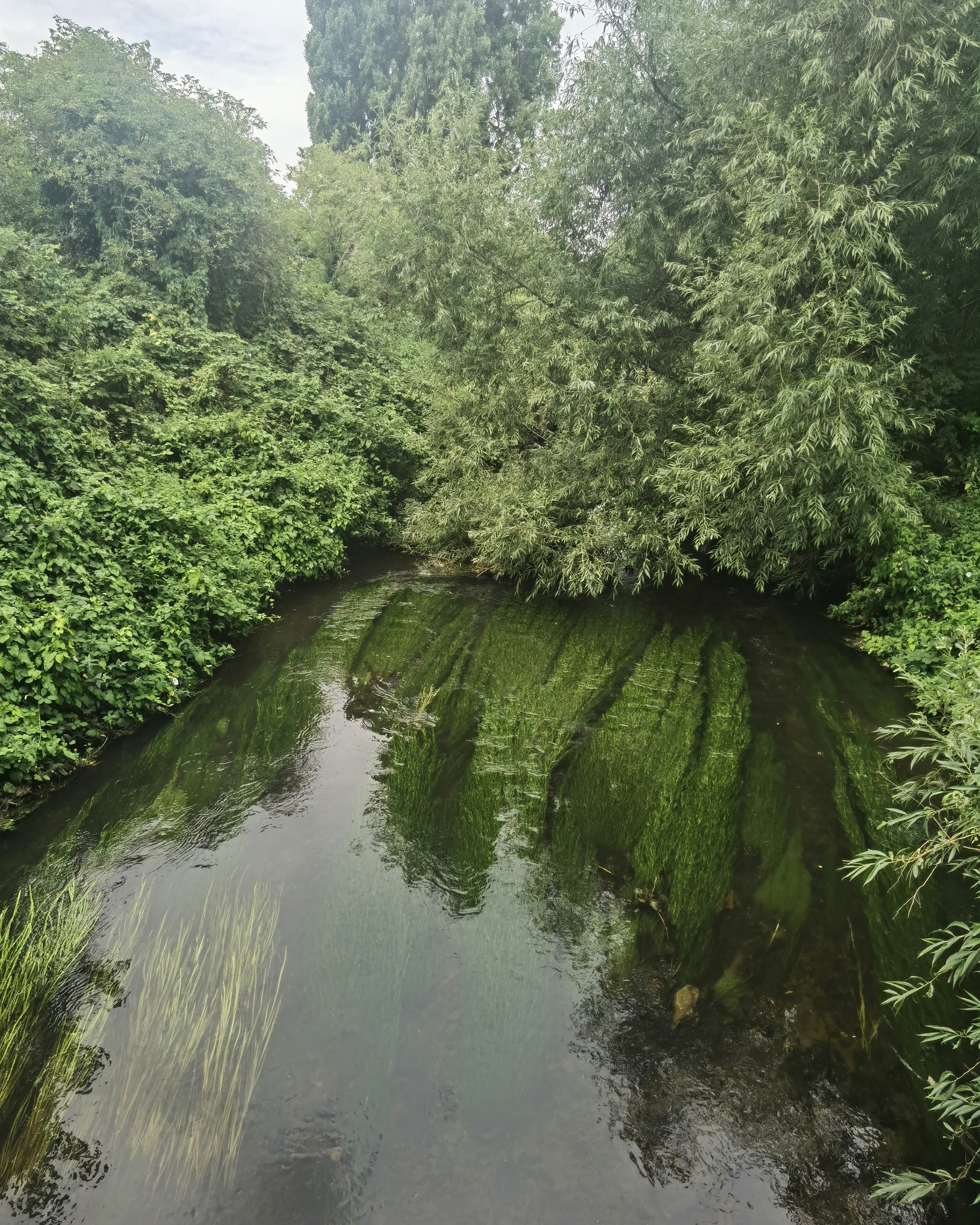A river running through a lush green forest